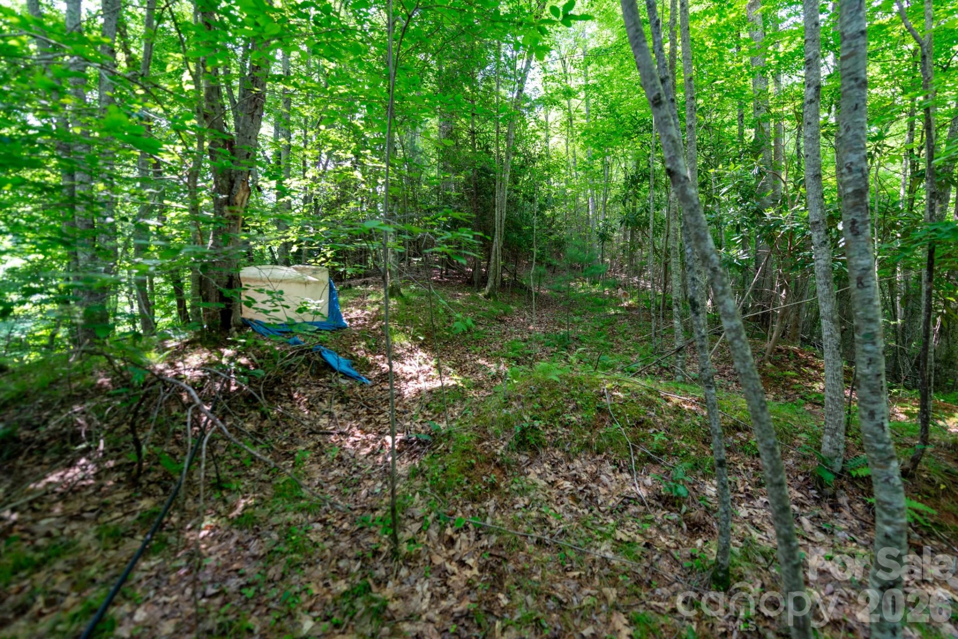 ### Board Tree Road #4 - Photo 5