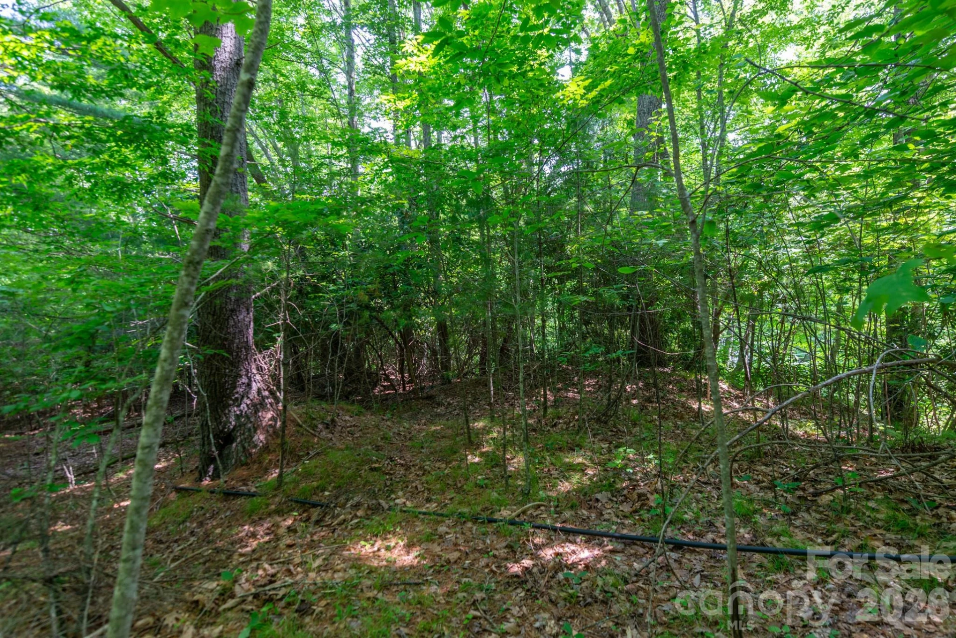 ### Board Tree Road #4 - Photo 6