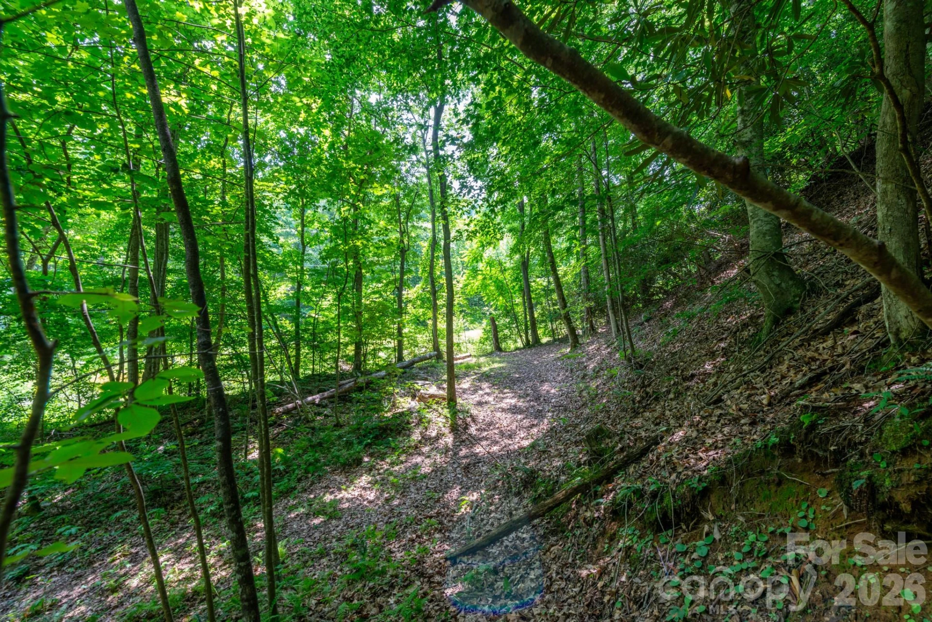### Board Tree Road #4 - Photo 7