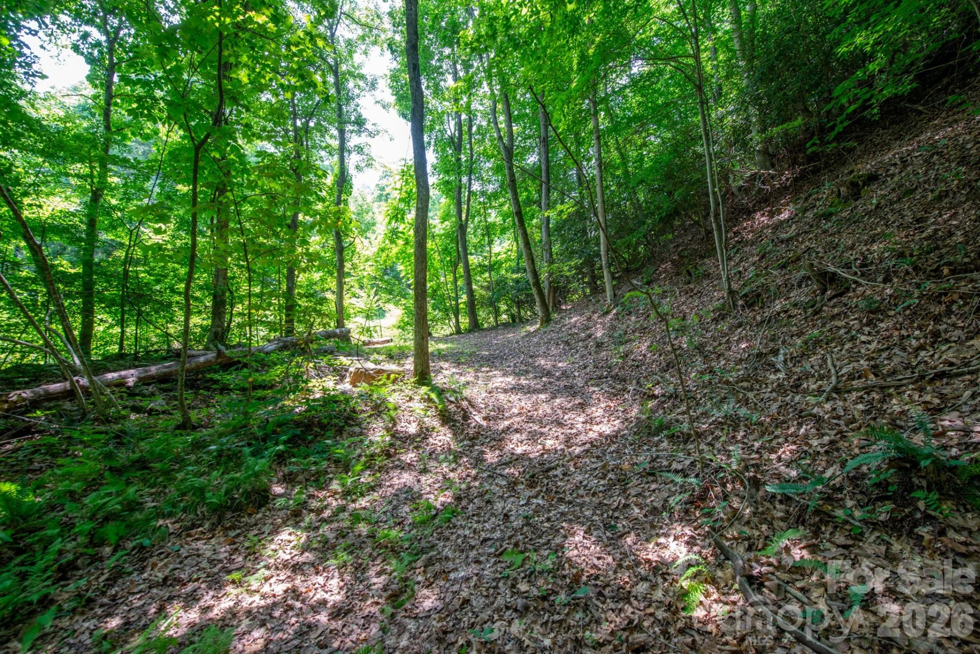 ### Board Tree Road #4 - Photo 8