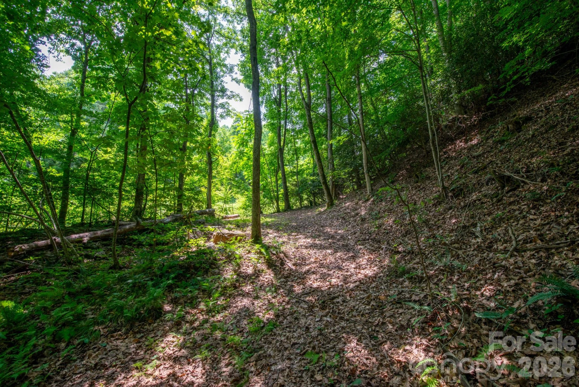 ### Board Tree Road #4 - Photo 9