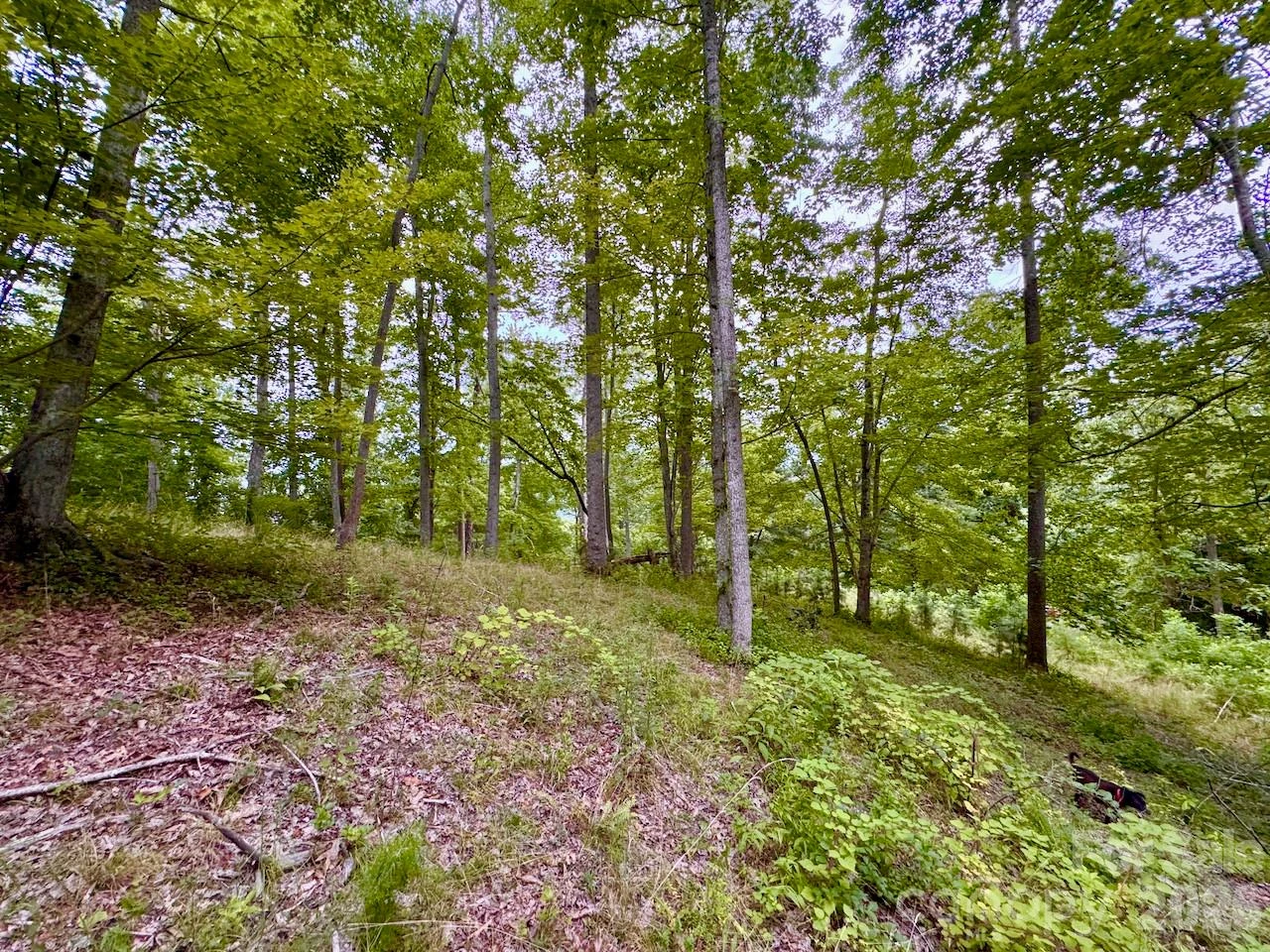 120 Ben Lippen School Road - Photo 6