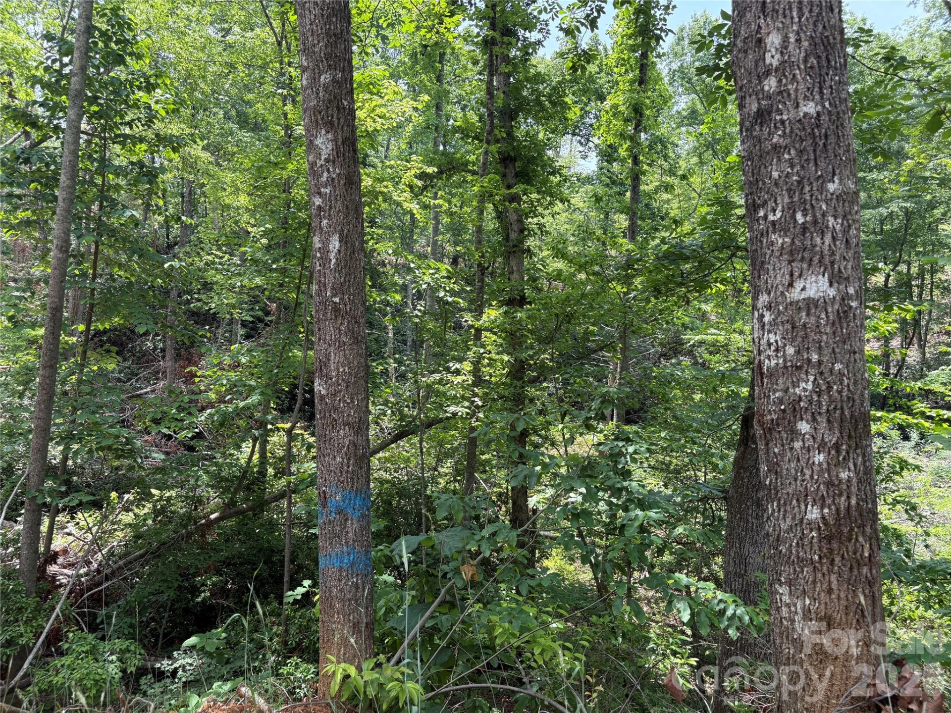 TBD Early Road - Photo 7