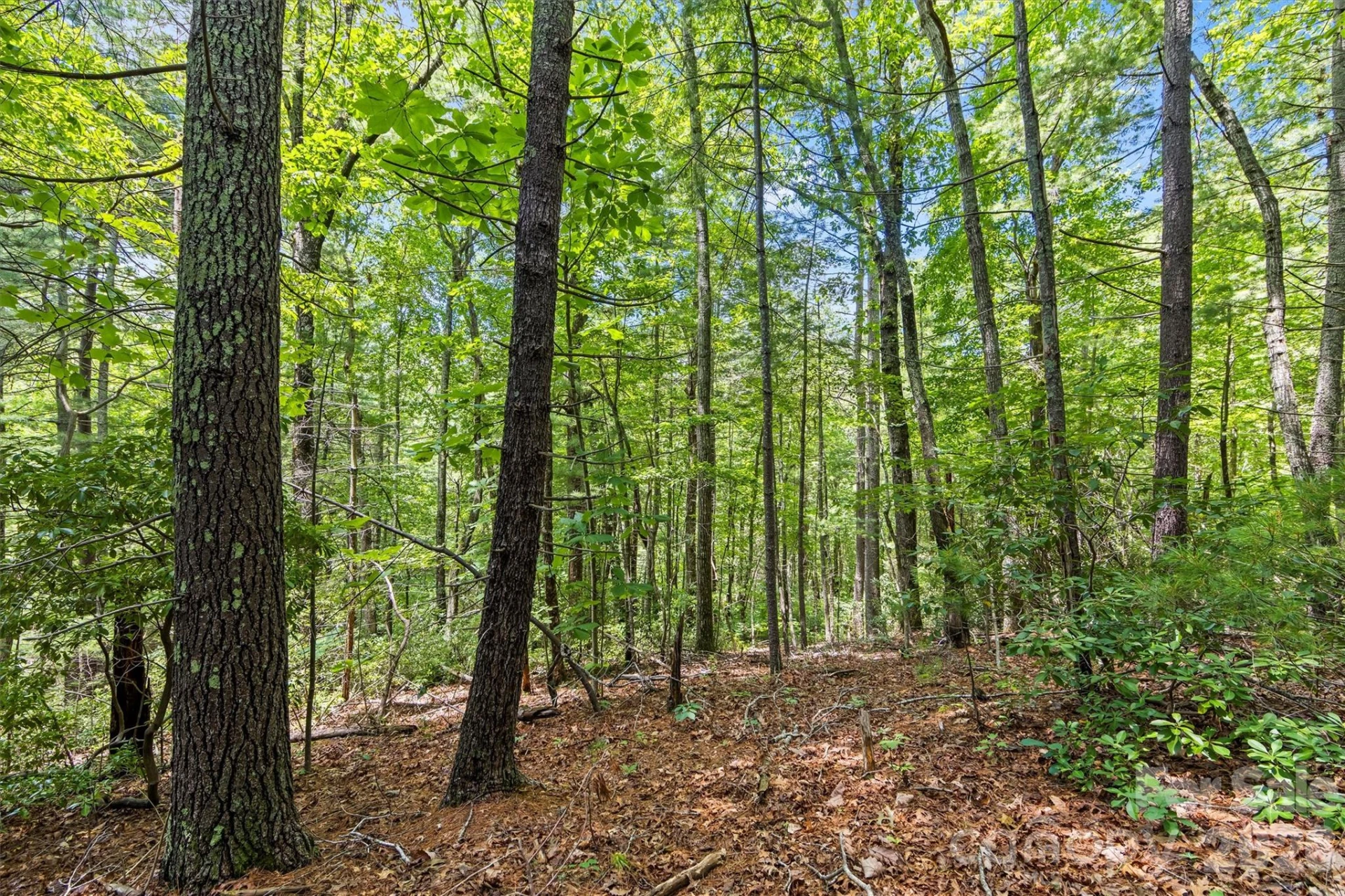 Lot 21 Big Raven Lane - Photo 11