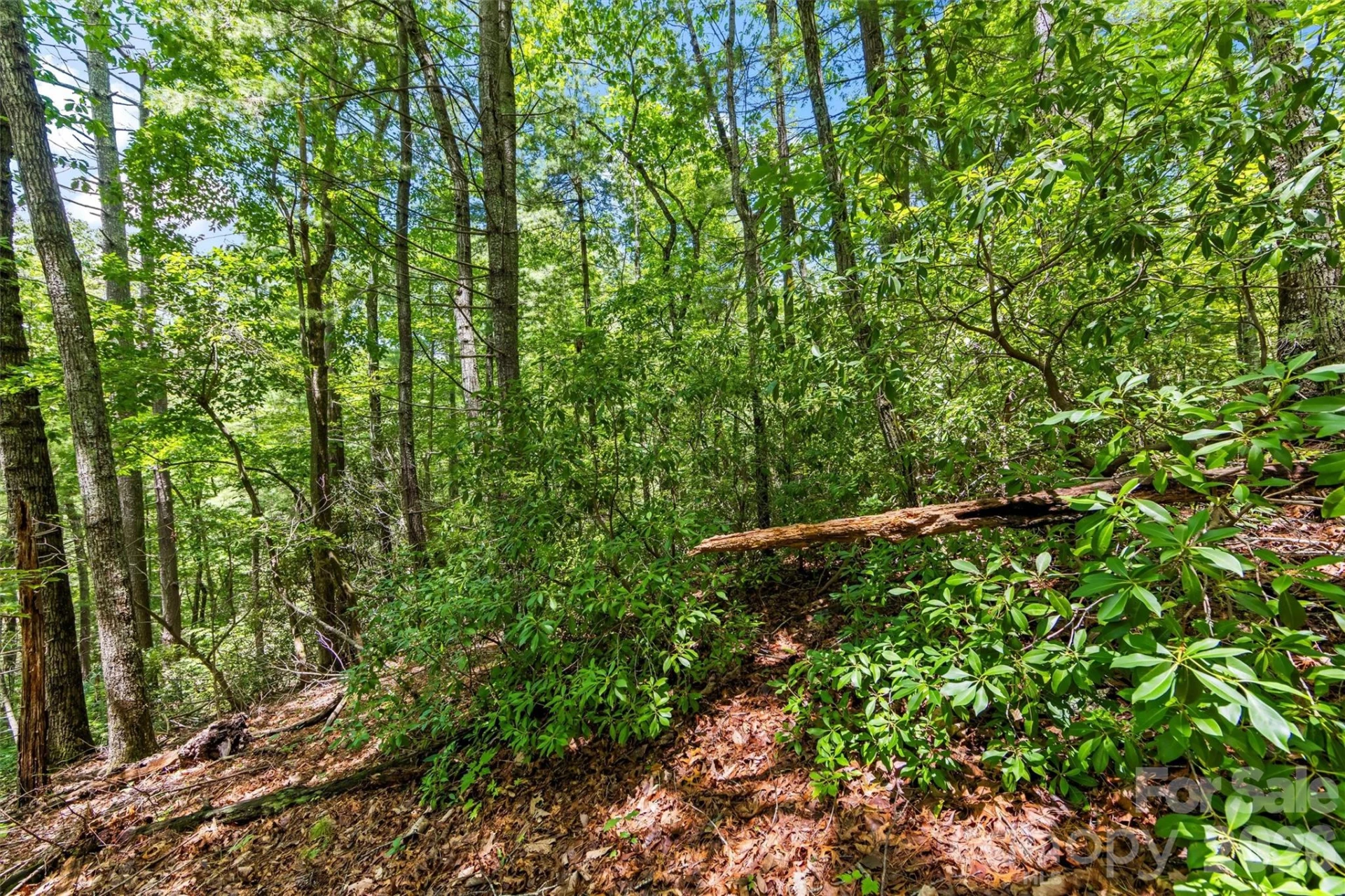 Lot 21 Big Raven Lane - Photo 12