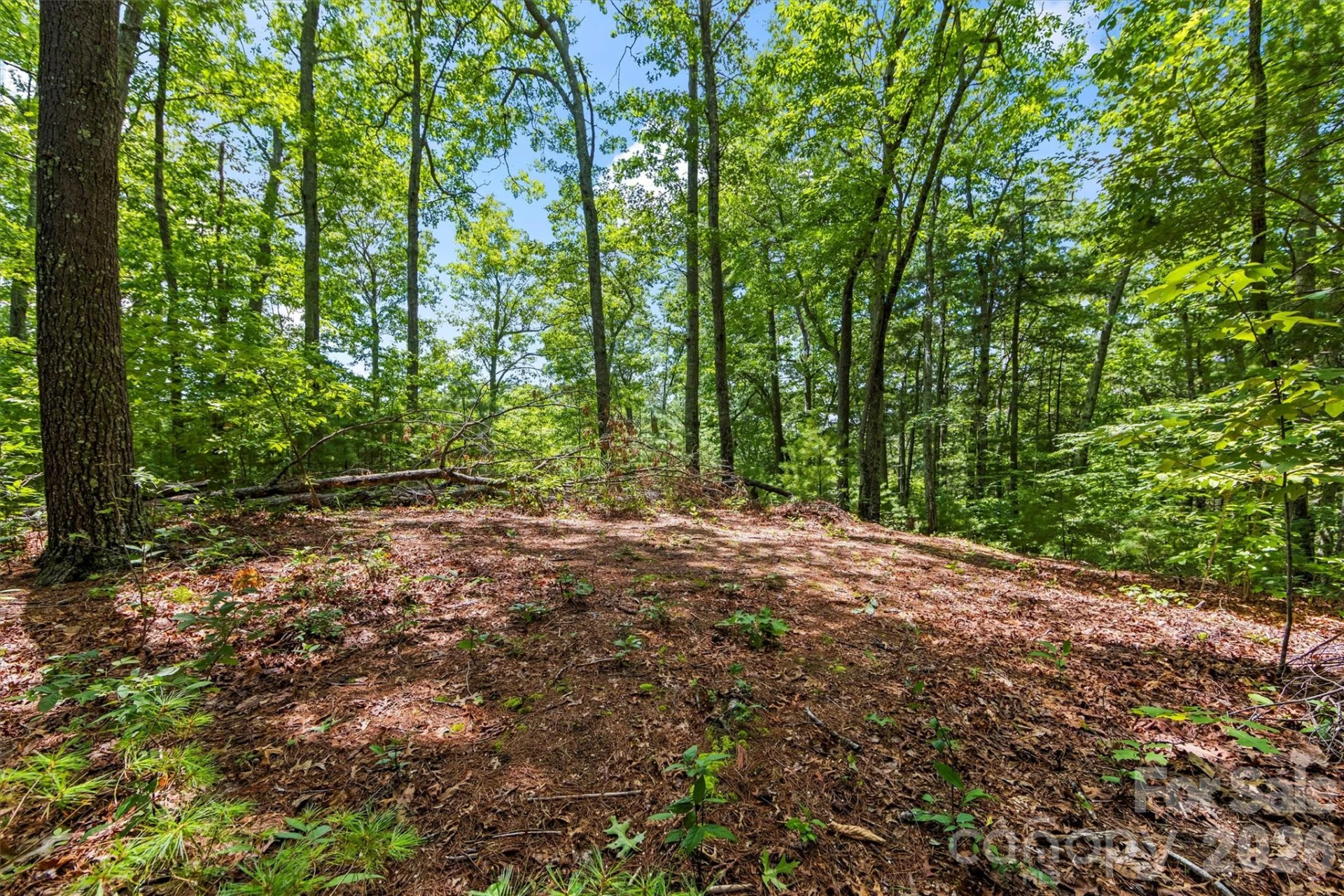 Lot 21 Big Raven Lane - Photo 6