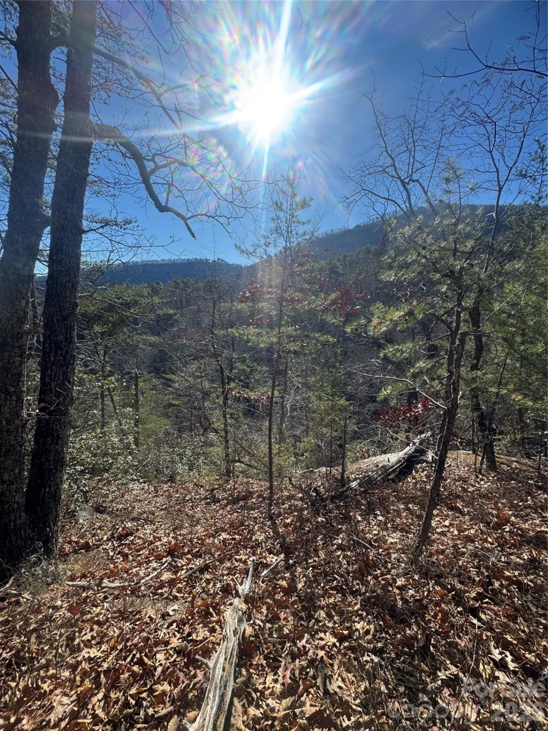 0 Laurel Branch Drive #20 - Photo 4