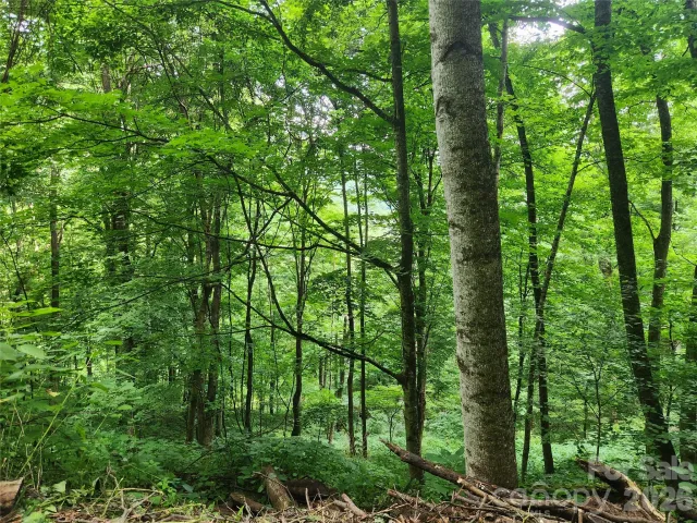 0000 Jacks Knob Road, Weaverville, NC, 28787