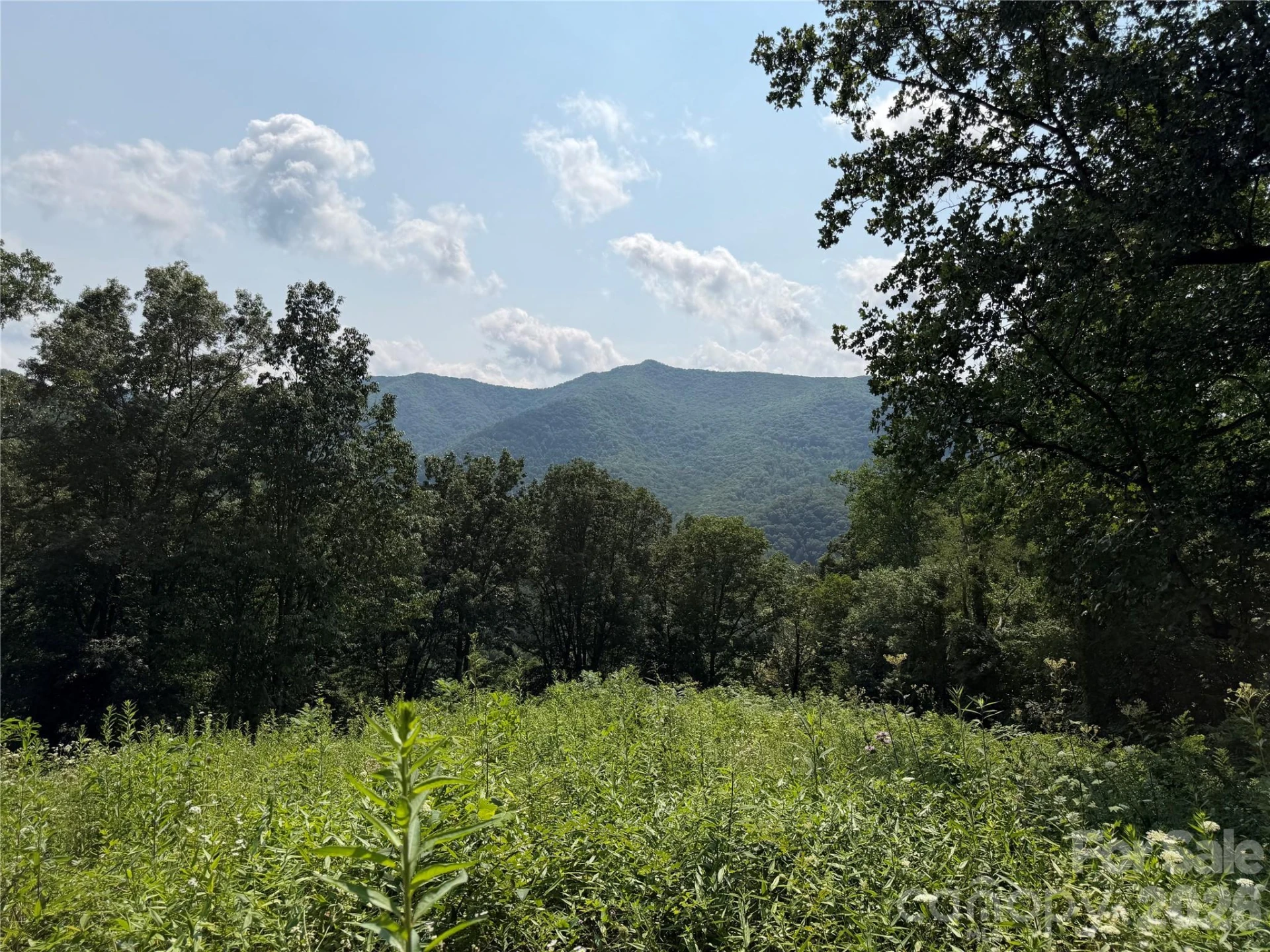 0000 Sorrells Creek Road - Photo 2