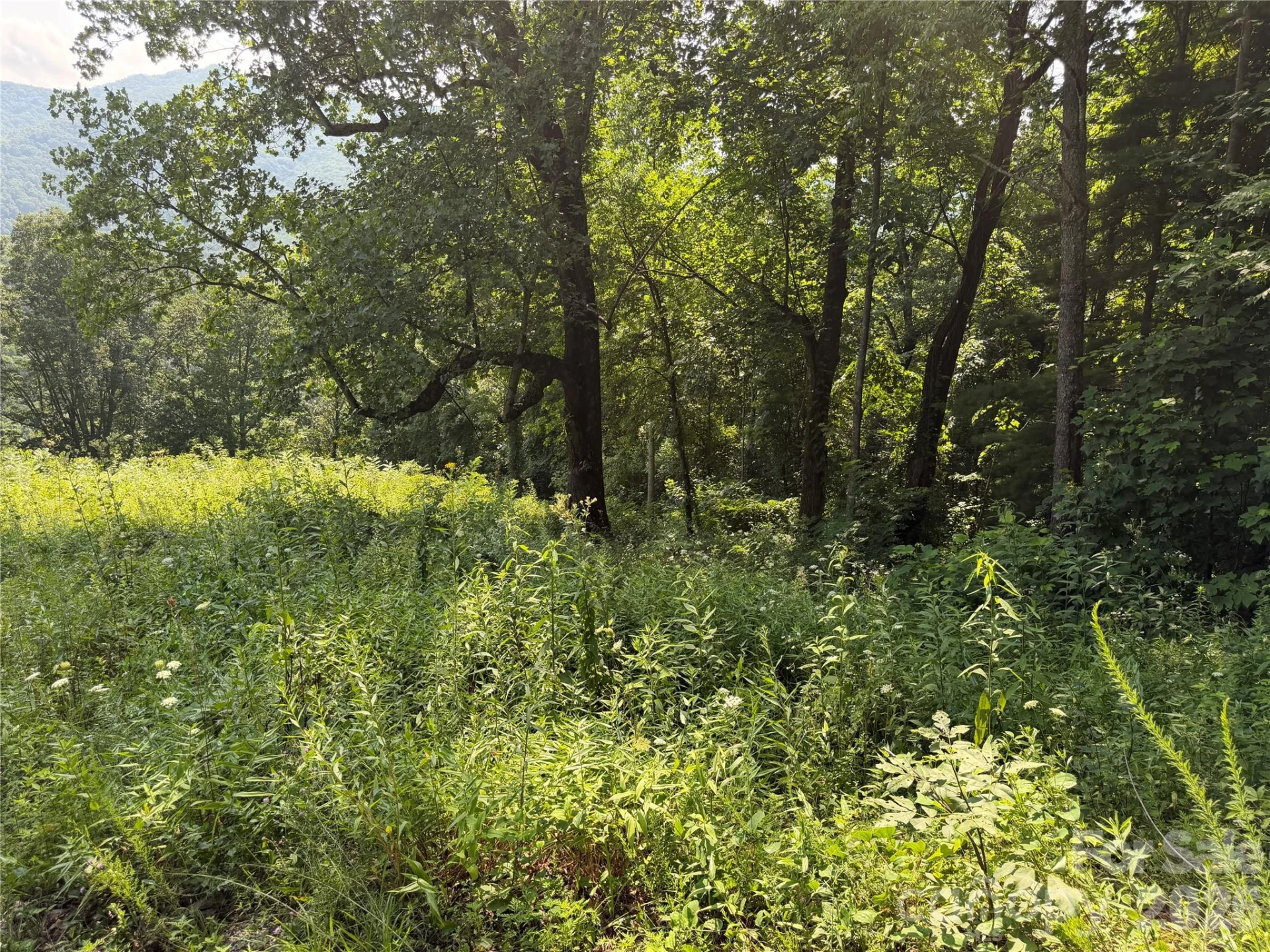 0000 Sorrells Creek Road - Photo 12