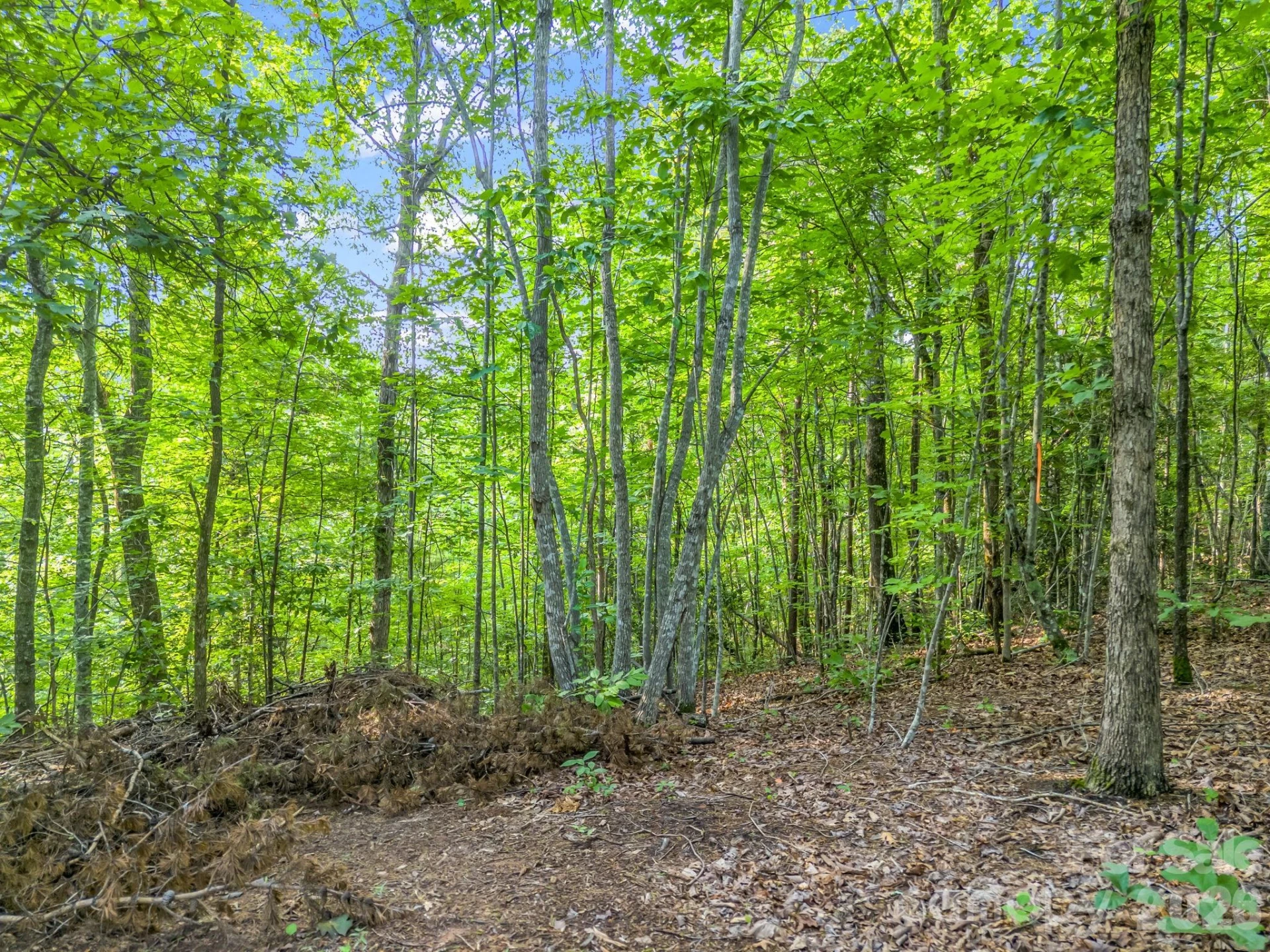 00 Laurel Lakes Parkway #44 - Photo 8