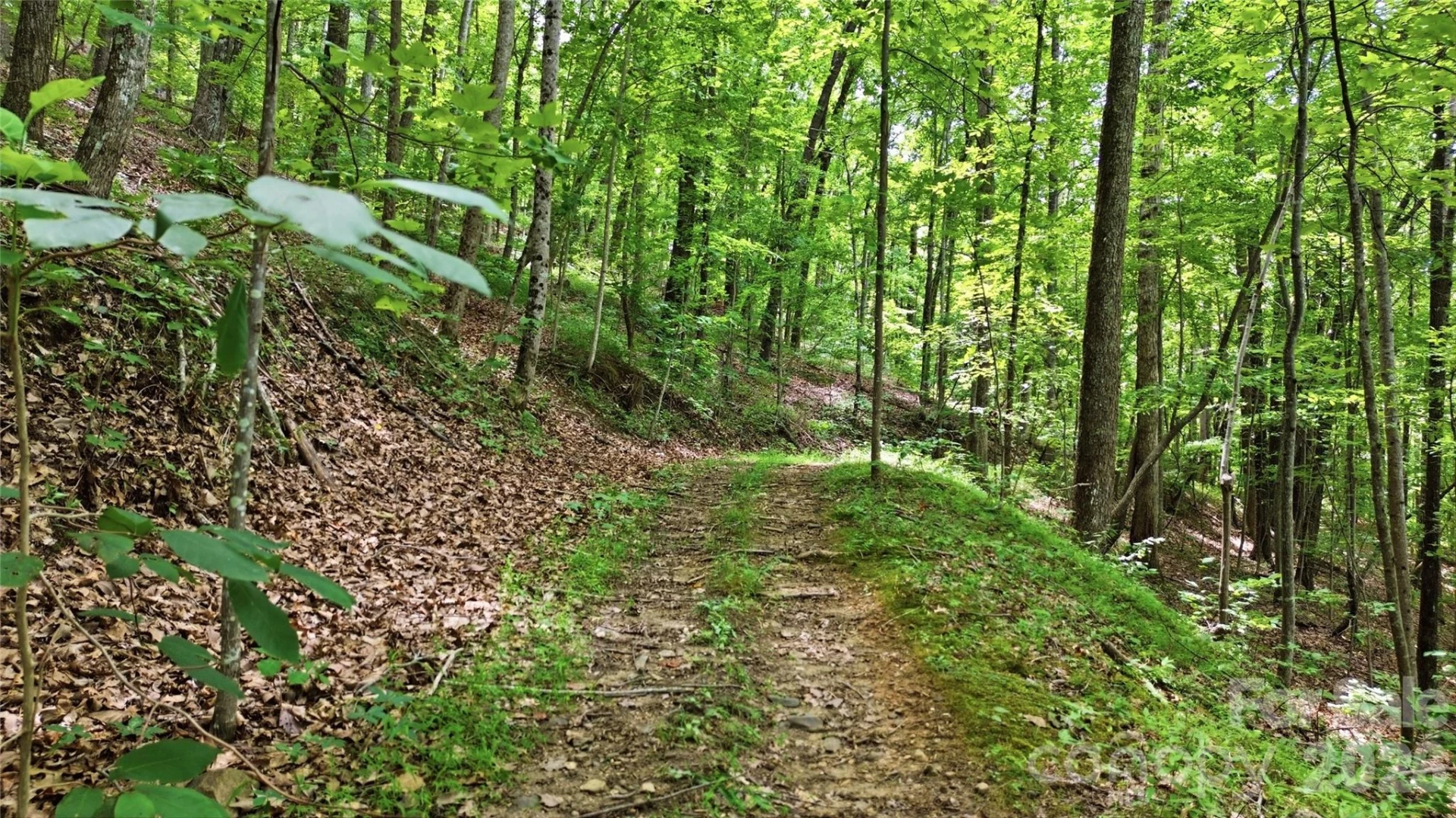 316-318 Cane Creek Mountain Road - Photo 40