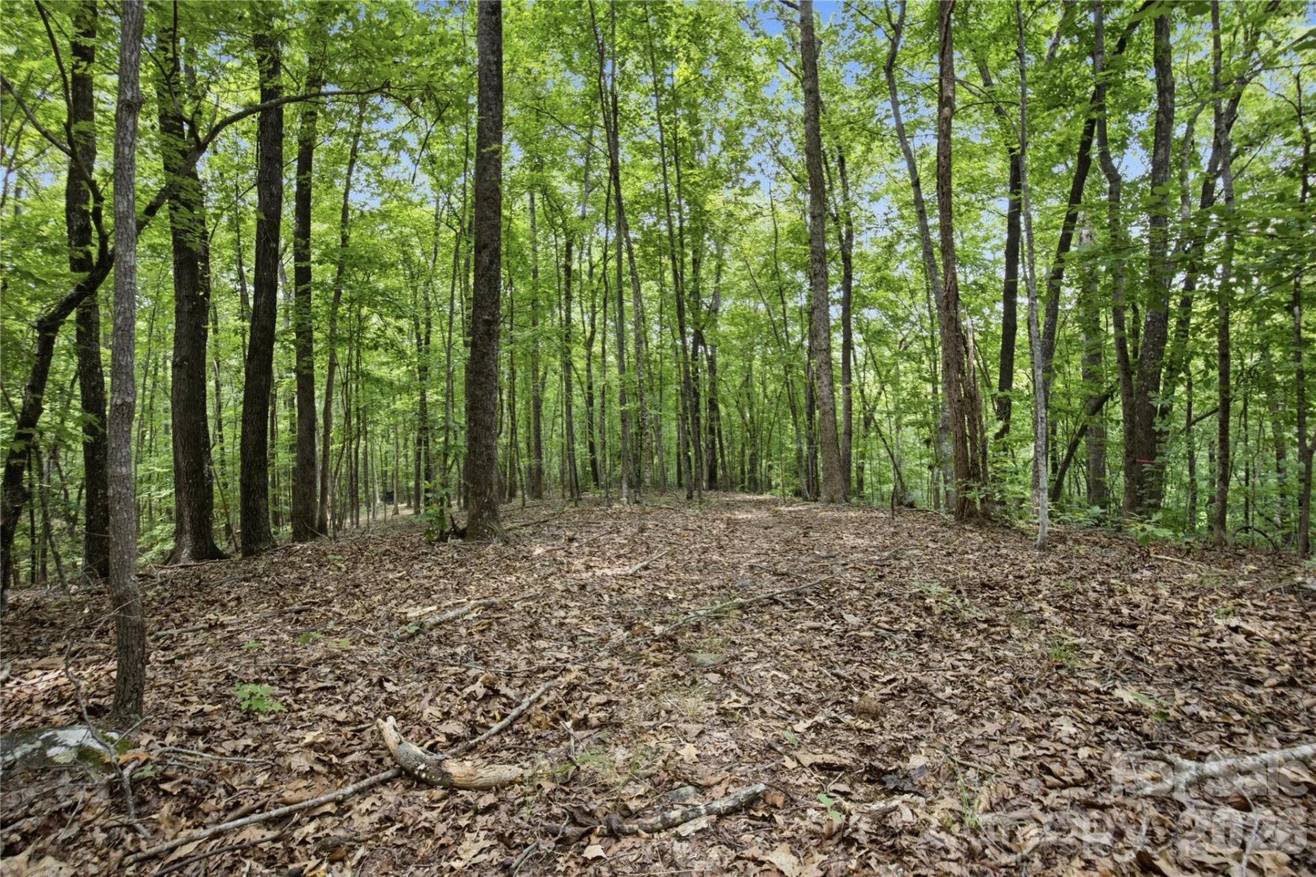 316-318 Cane Creek Mountain Road - Photo 41