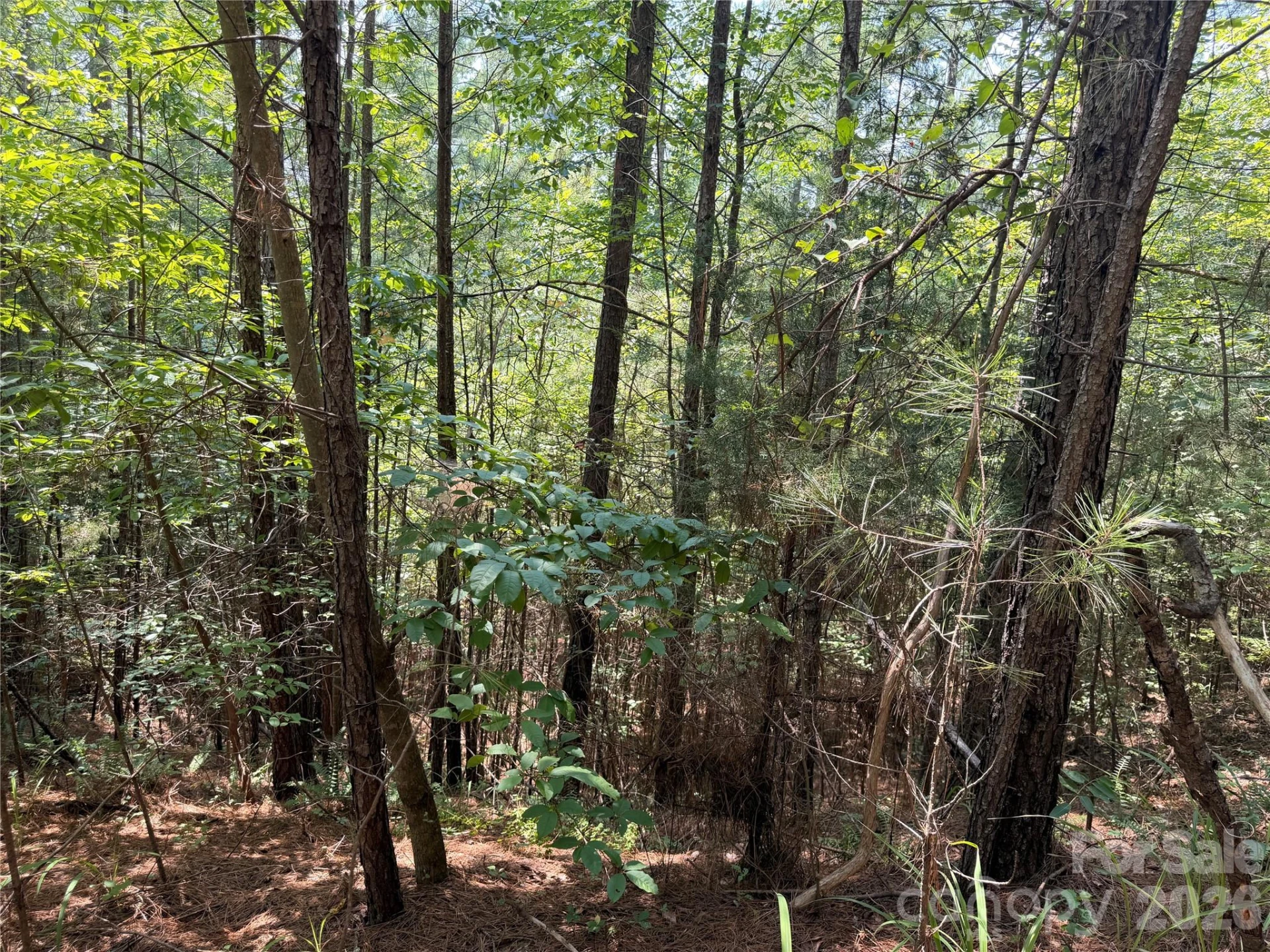 000 Thompson Lake Road - Photo 3