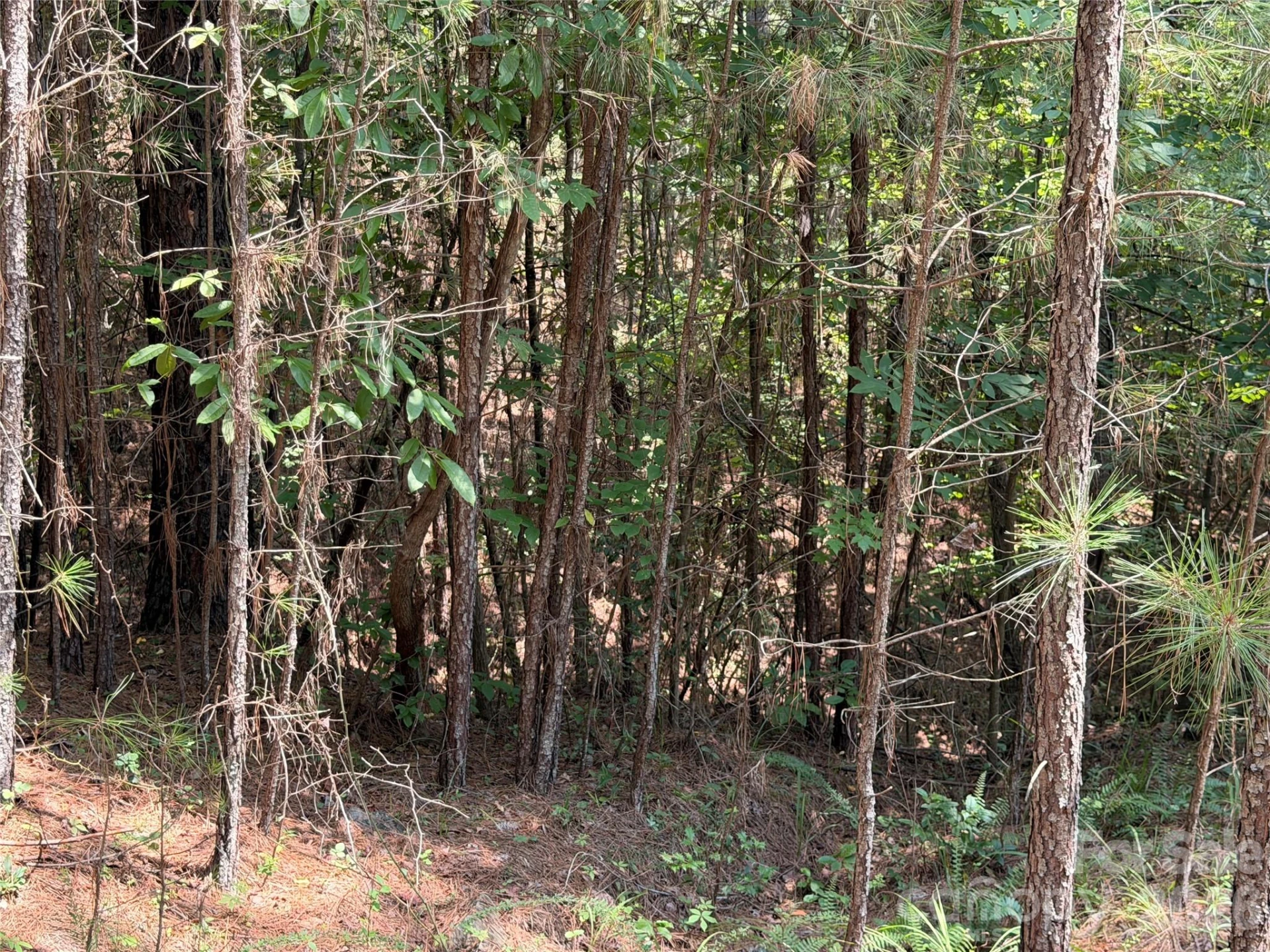 000 Thompson Lake Road - Photo 4