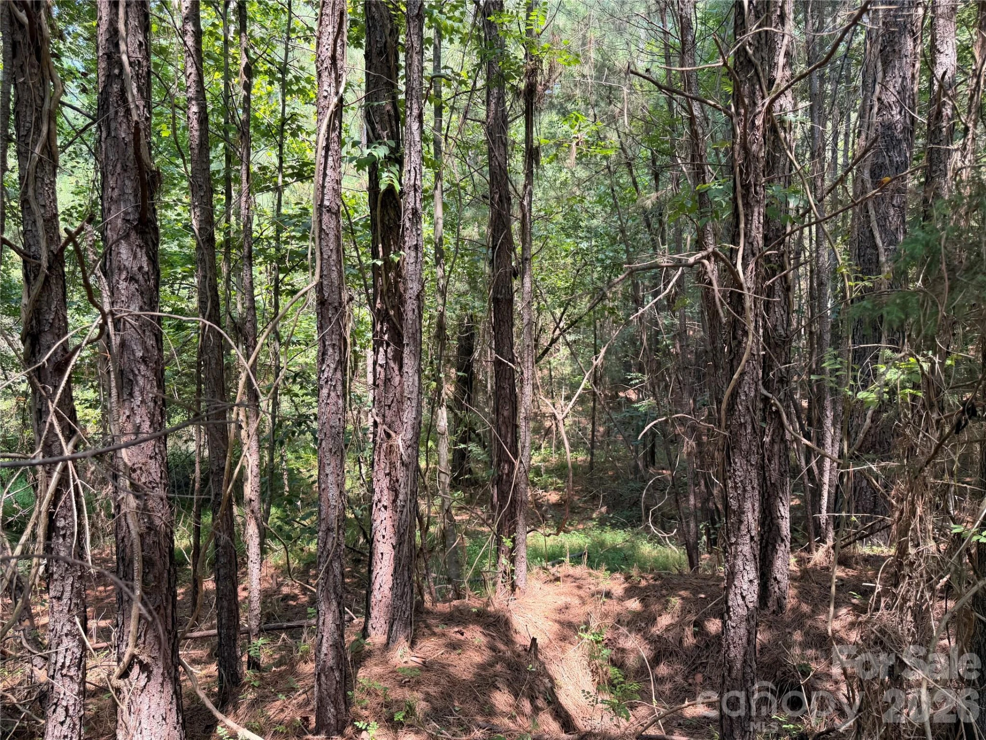 000 Thompson Lake Road - Photo 7