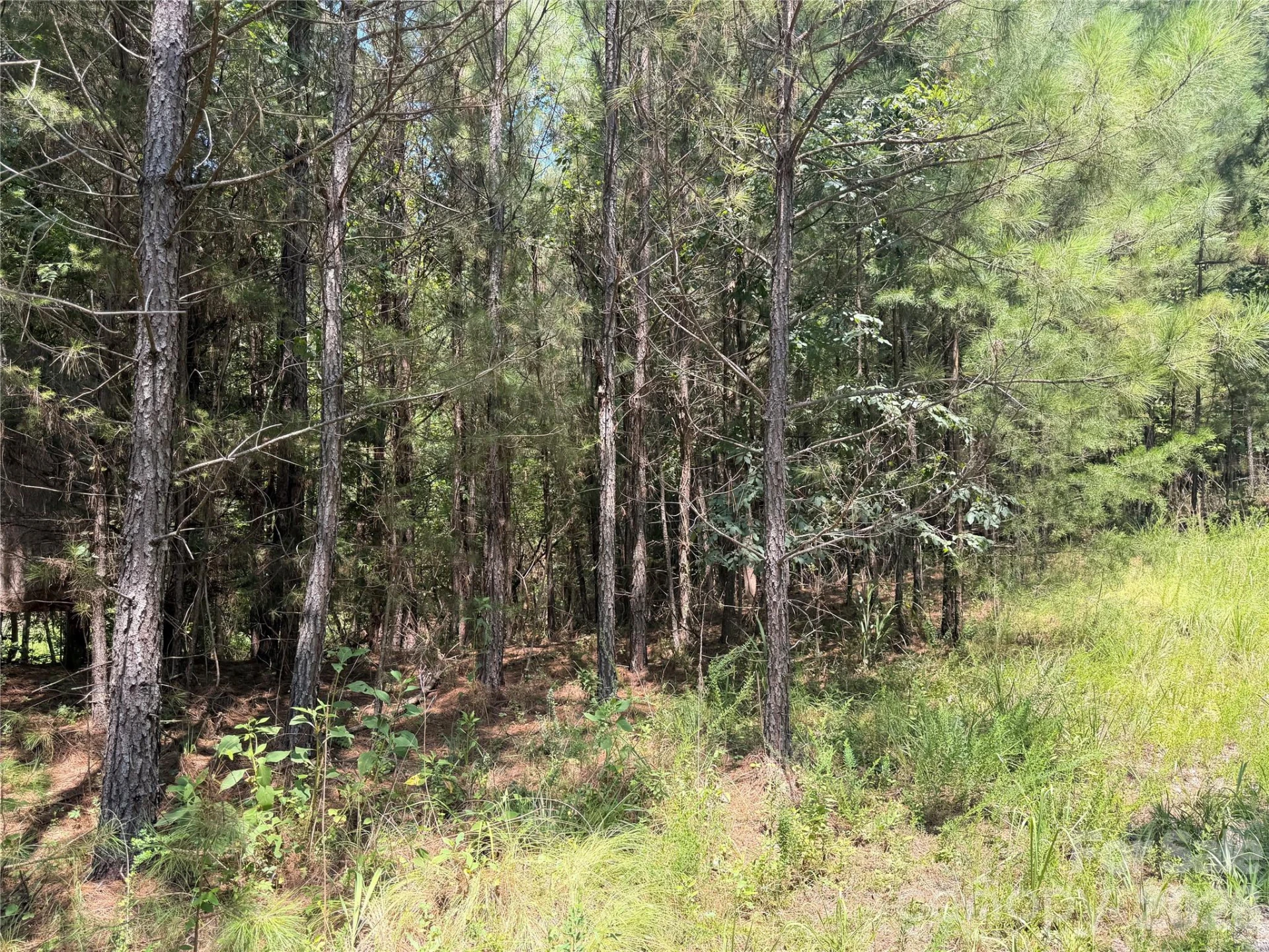 000 Thompson Lake Road - Photo 9