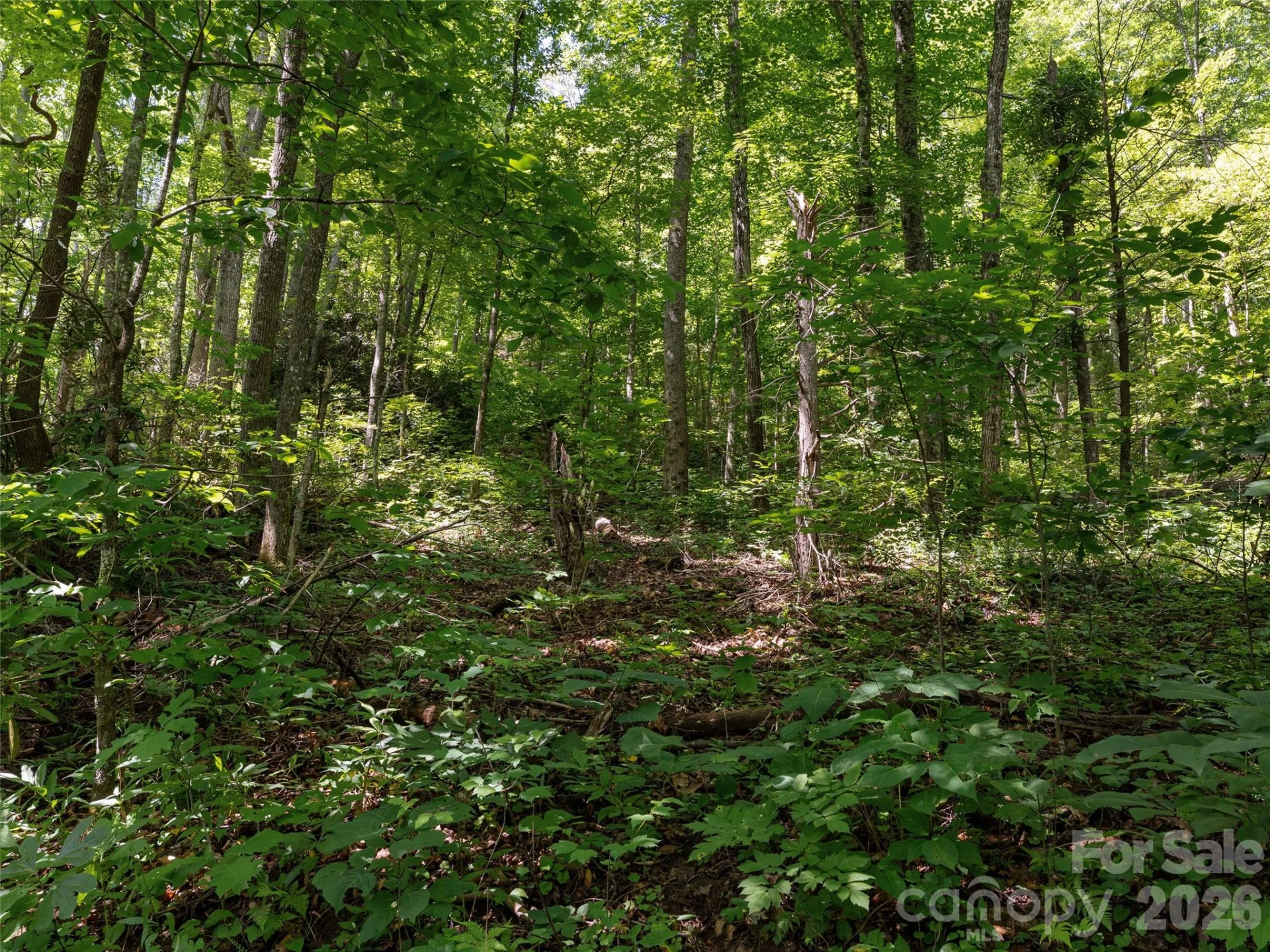 23.53 Acres Ballard Creek Road - Photo 6