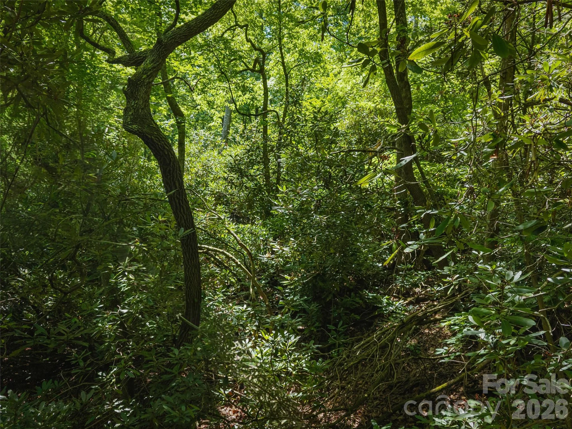 23.53 Acres Ballard Creek Road - Photo 7