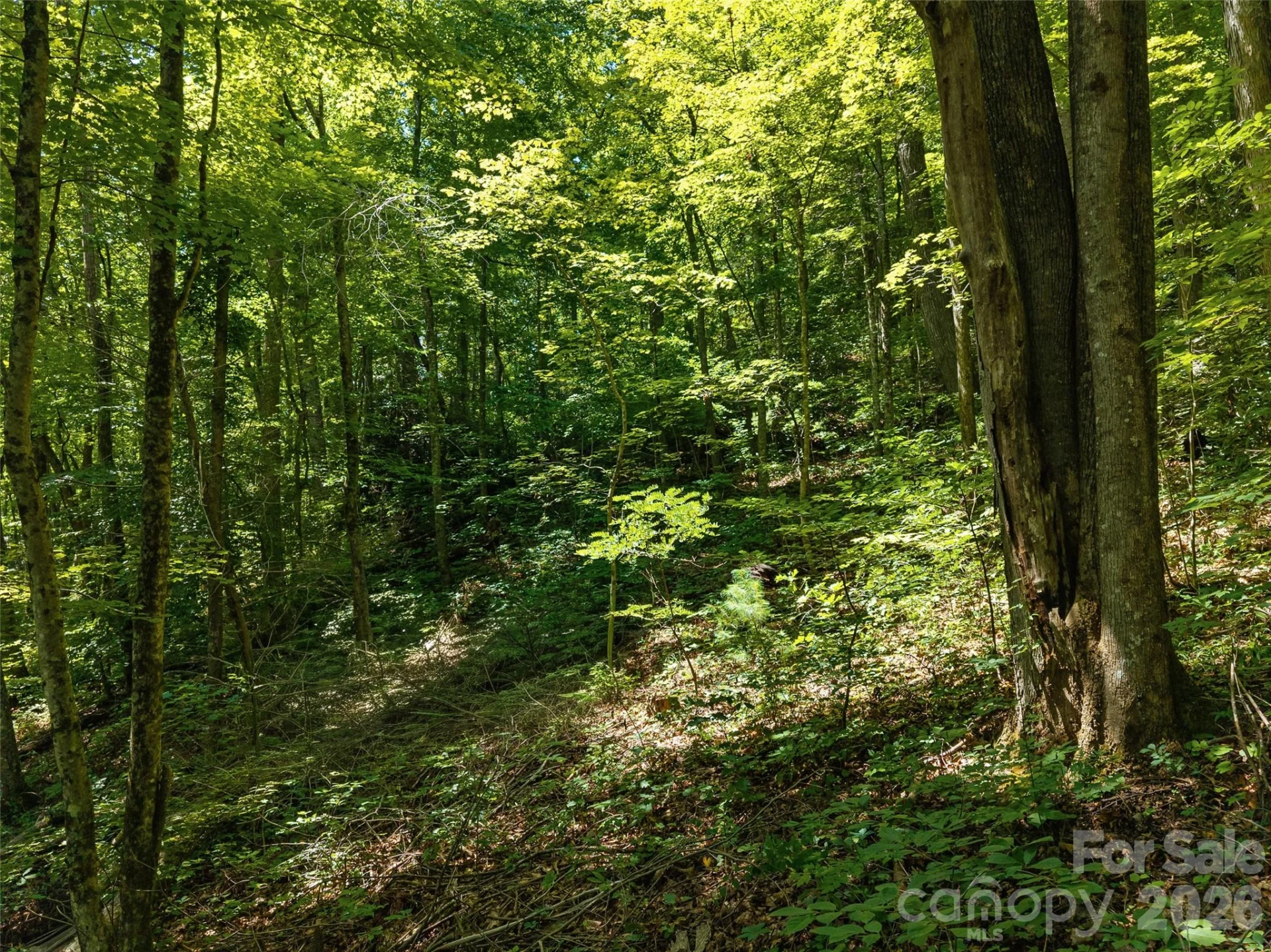 23.53 Acres Ballard Creek Road - Photo 8