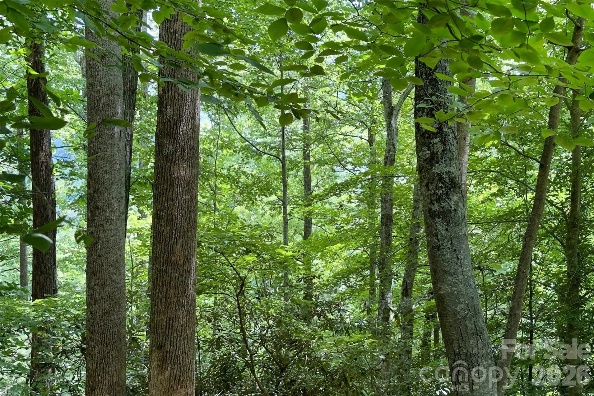 Lot #160 Hunnicut Mountain Road - Photo 16