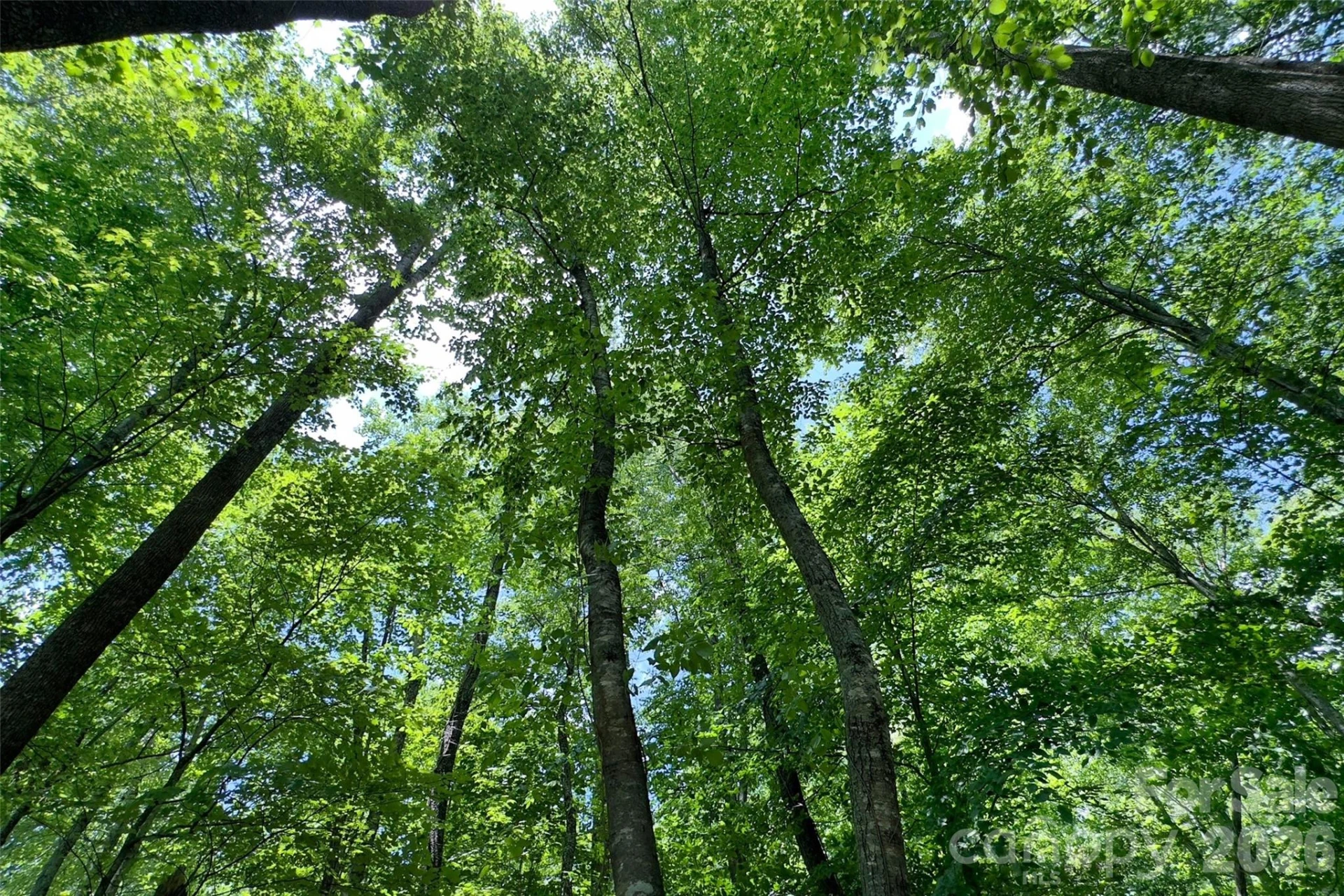 Lot #160 Hunnicut Mountain Road - Photo 20