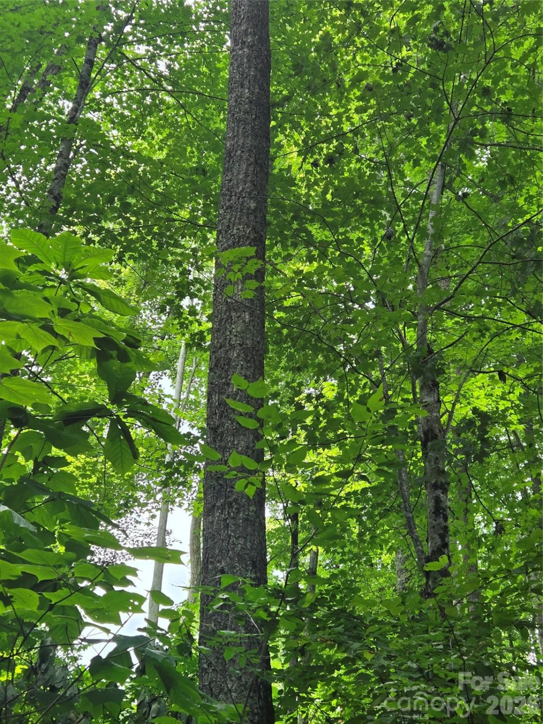 108 Tenderfoot Trail #108 & 109 - Photo 5
