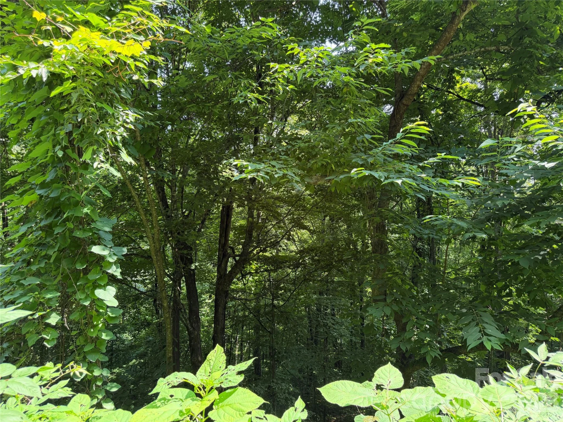 0000 Chimney Ridge Trail - Photo 6