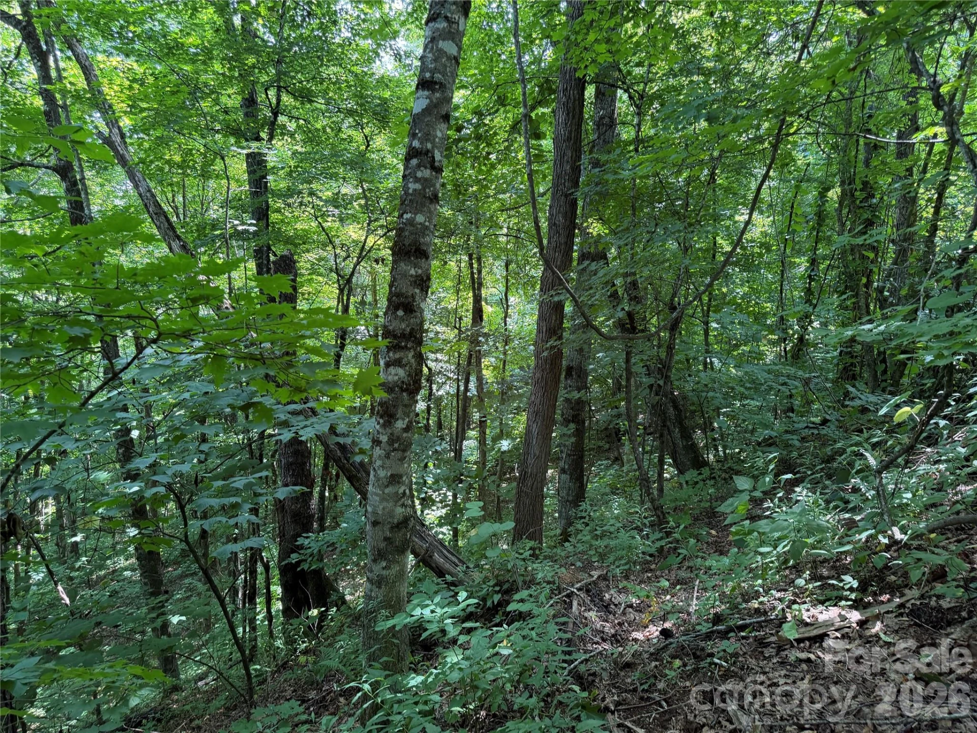 0000 Chimney Ridge Trail - Photo 8
