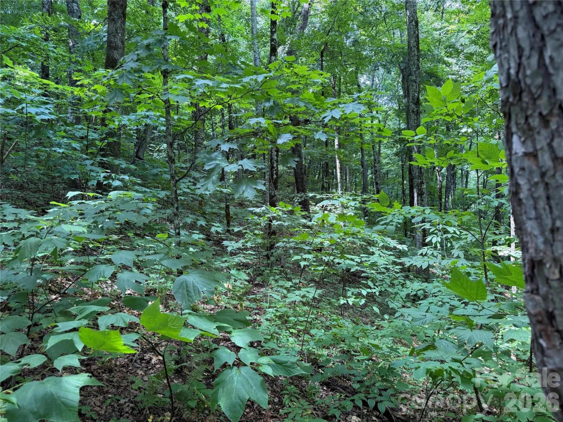 0000 Chimney Ridge Trail - Photo 10