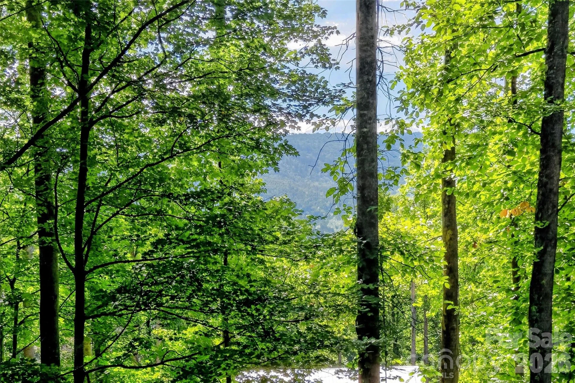 43 Clinchfield Gap Road - Photo 35