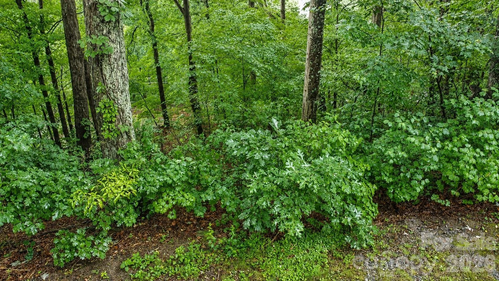 #46 Hemlock Trail - Photo 2