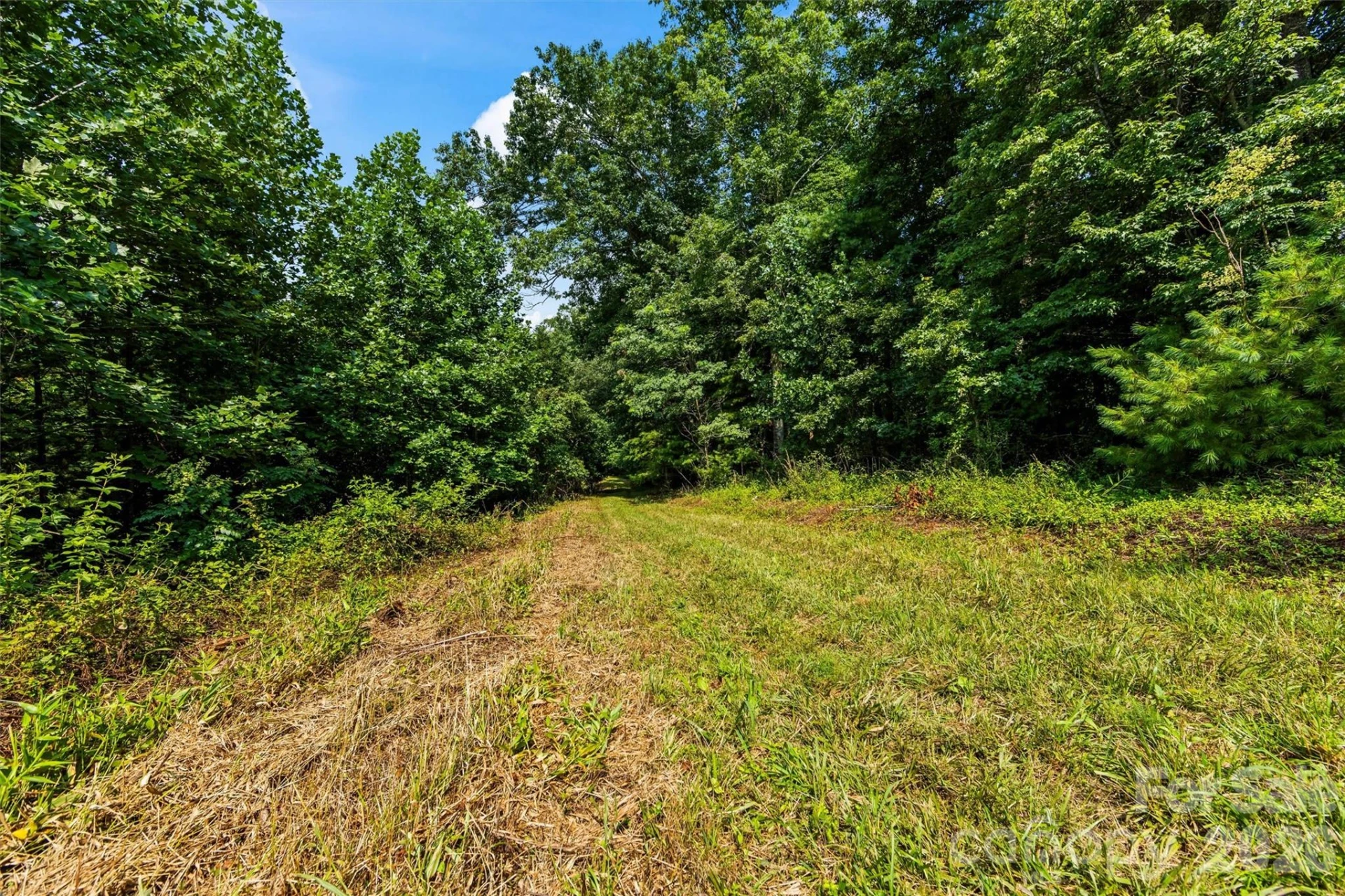 99999 Big Sandy Mush Road - Photo 2