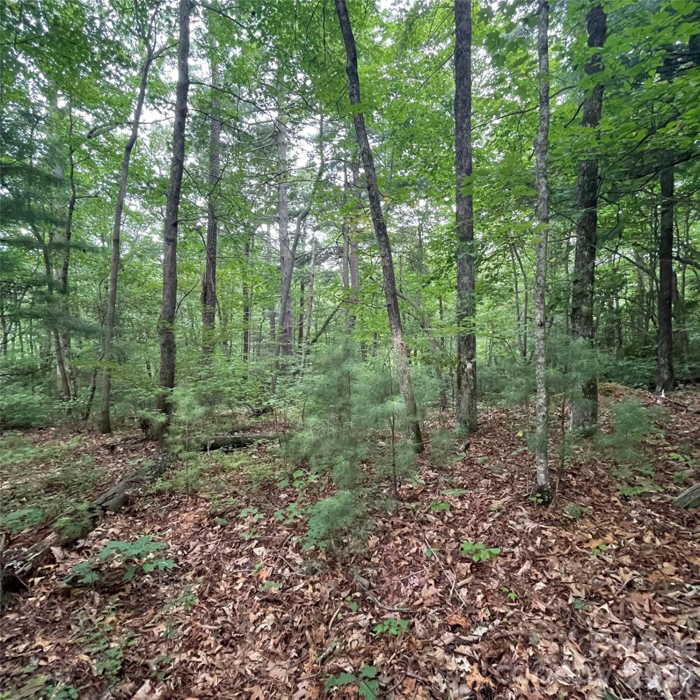 106 Red Mulberry Drive - Photo 4