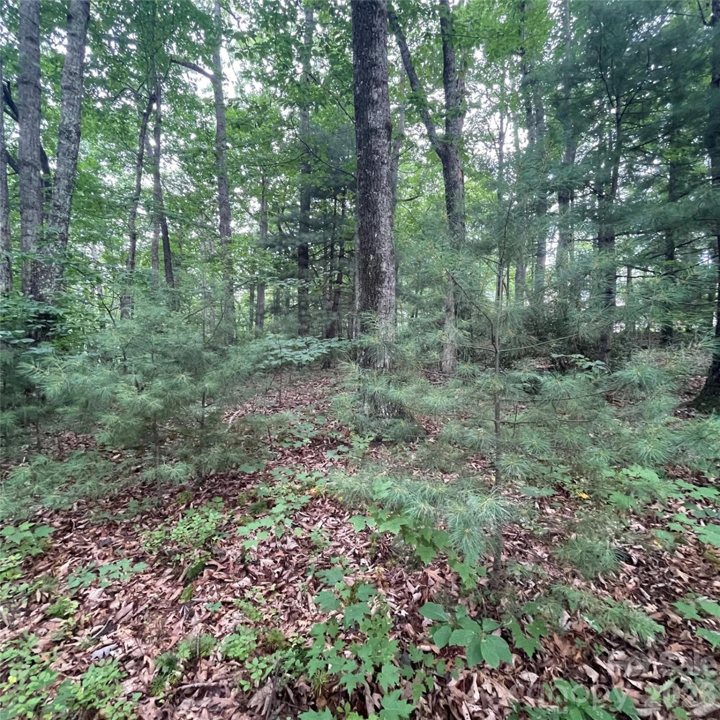 106 Red Mulberry Drive - Photo 5