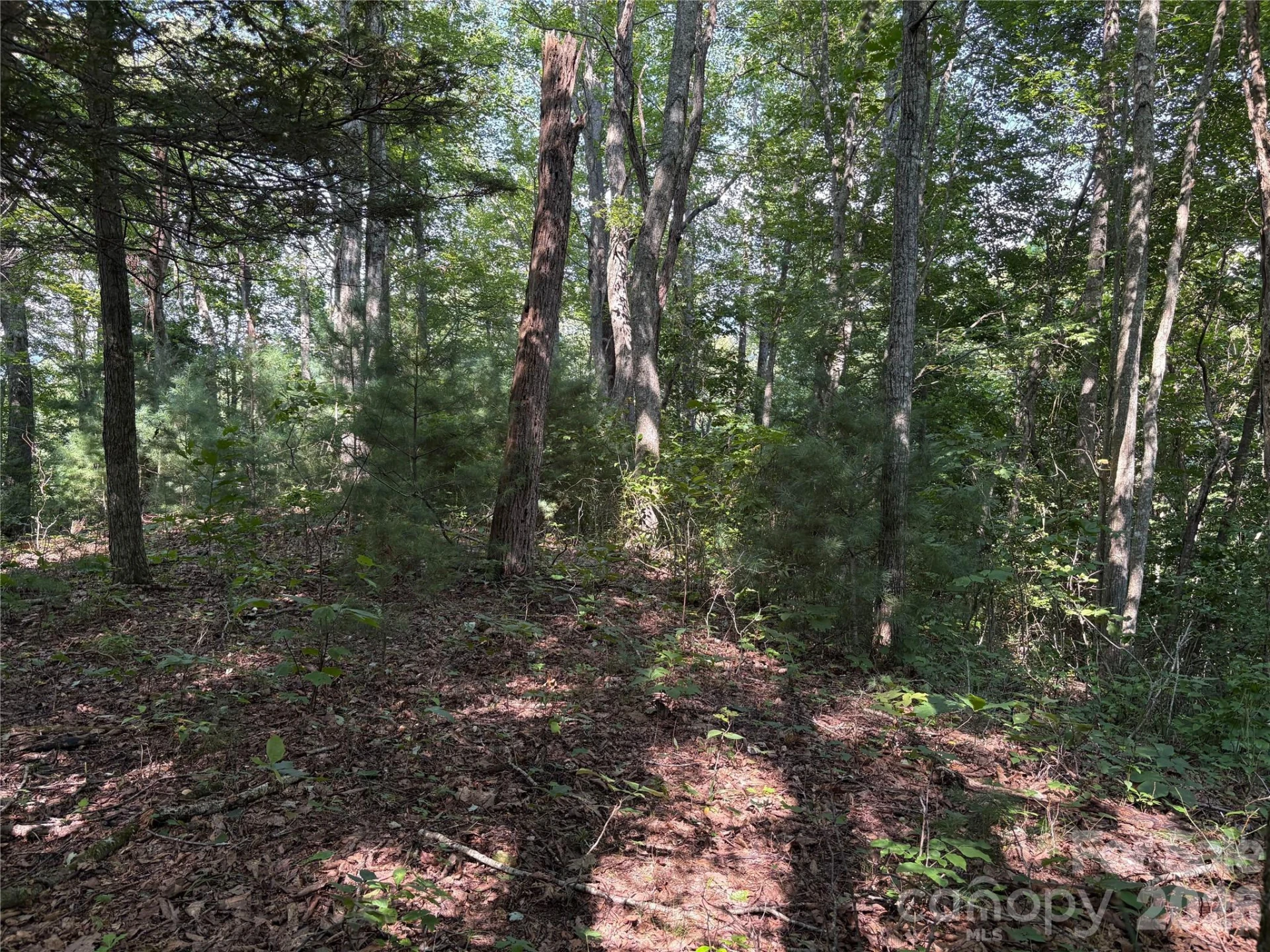 00 Early Frost Place #98 - Photo 2