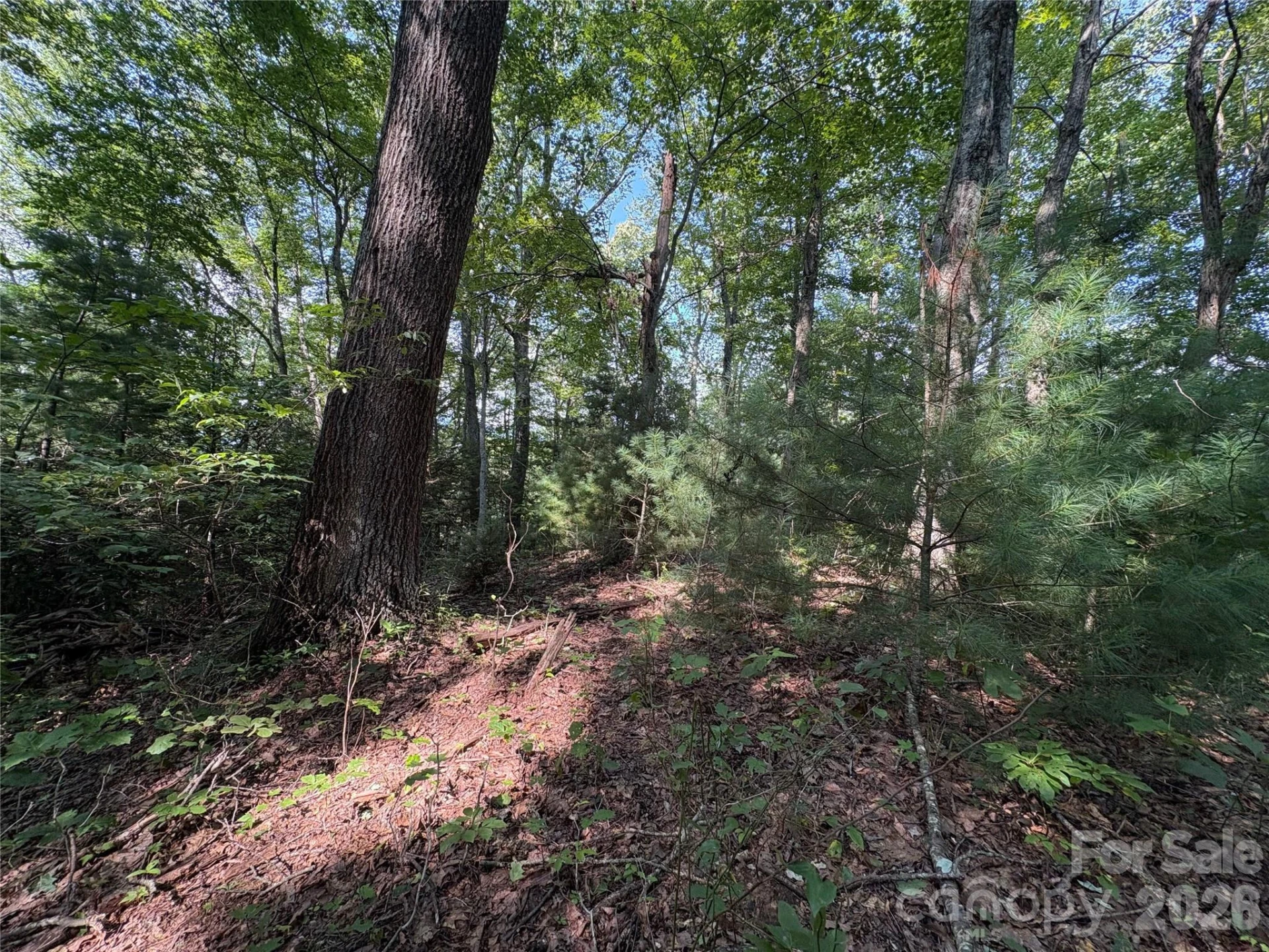 00 Early Frost Place #98 - Photo 3