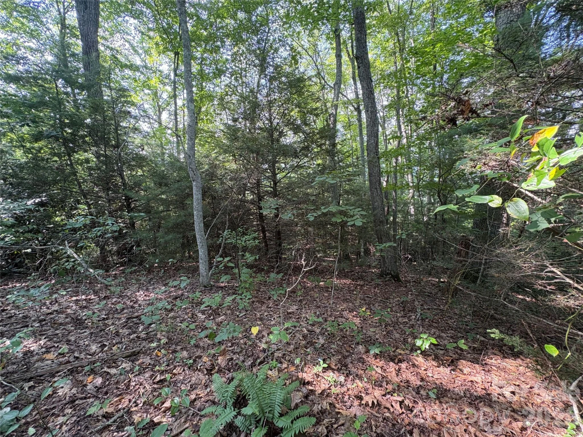 00 Early Frost Place #98 - Photo 4