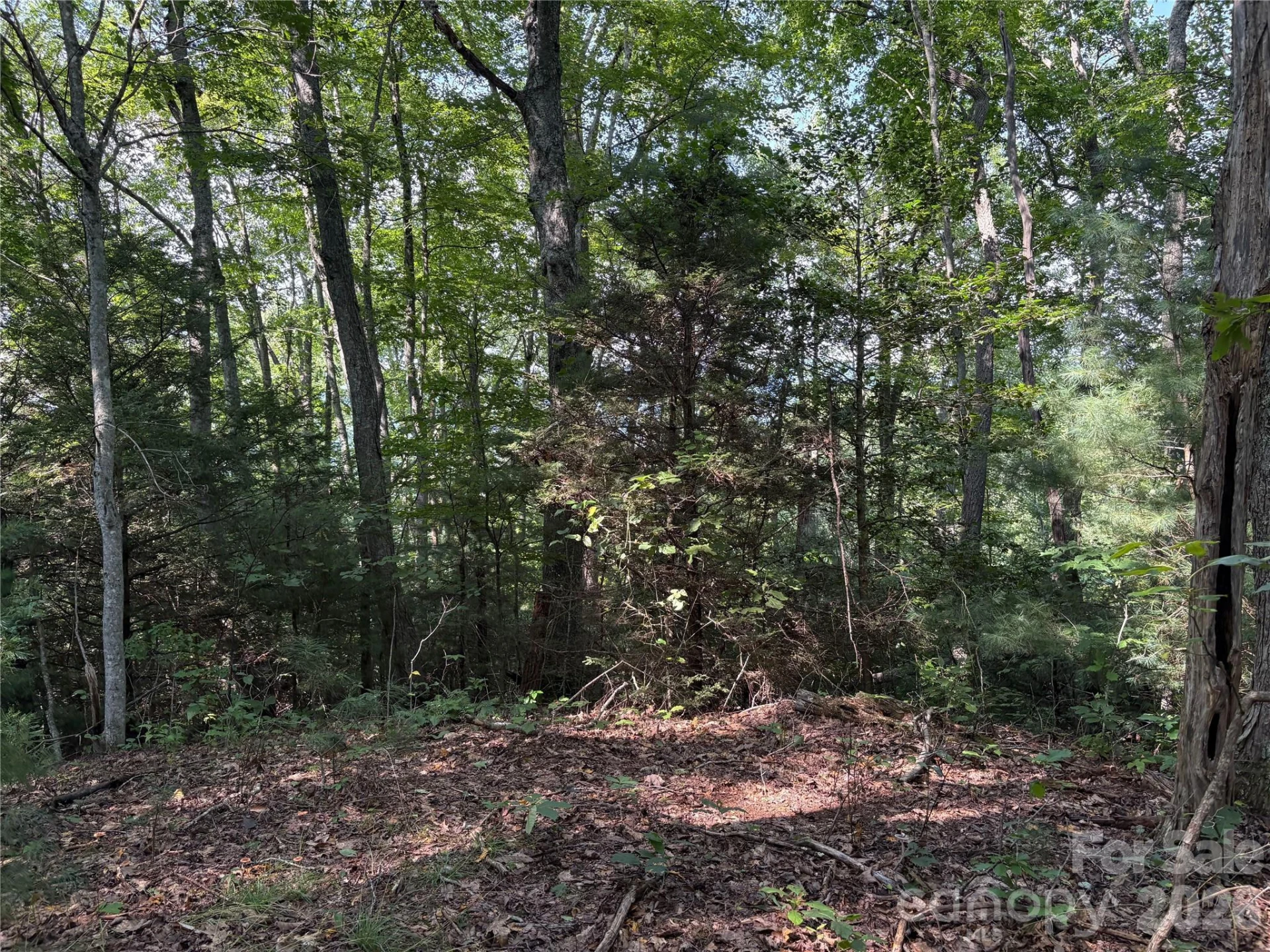 00 Early Frost Place #98 - Photo 5