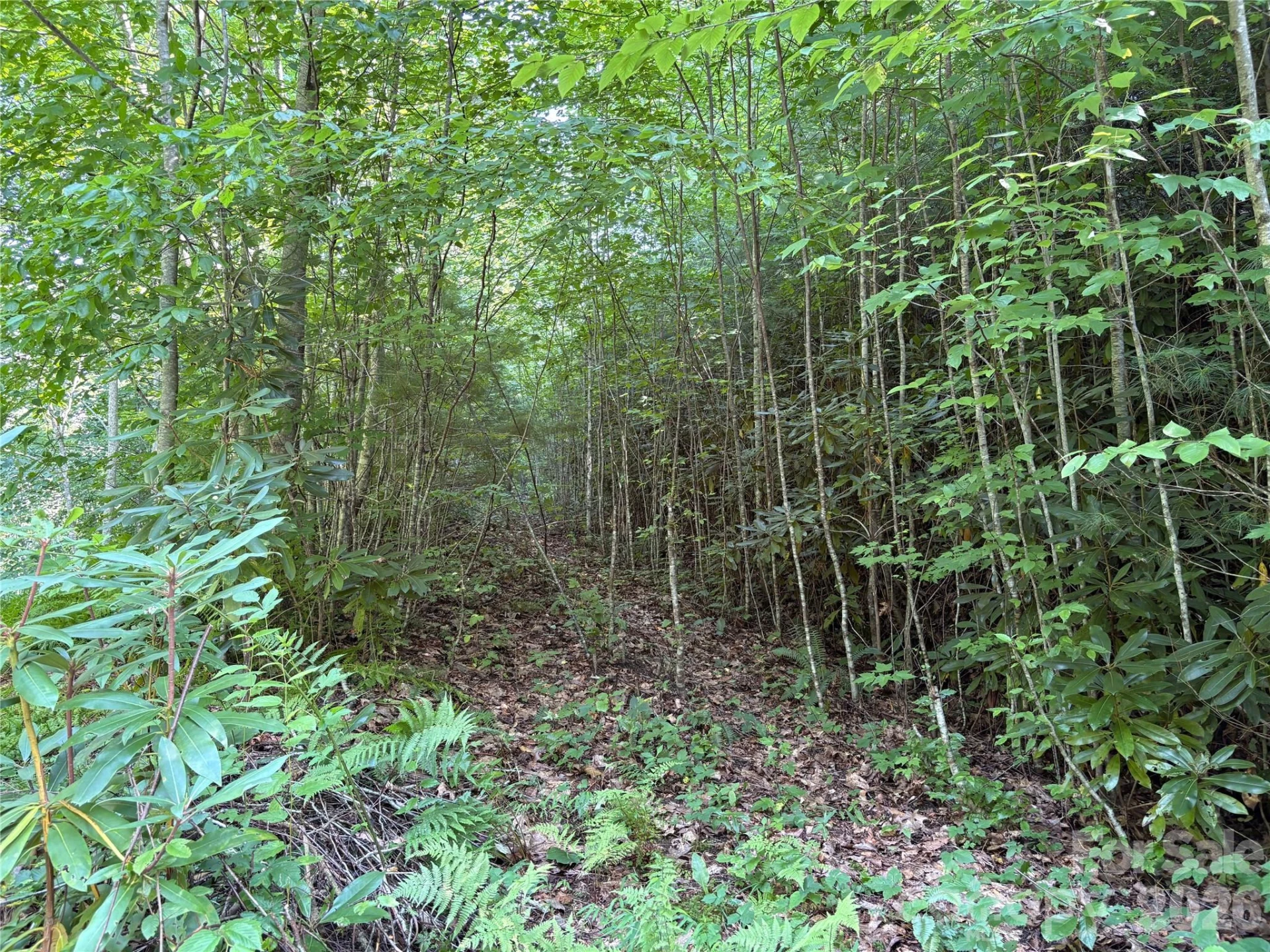 00 Early Frost Place #98 - Photo 9