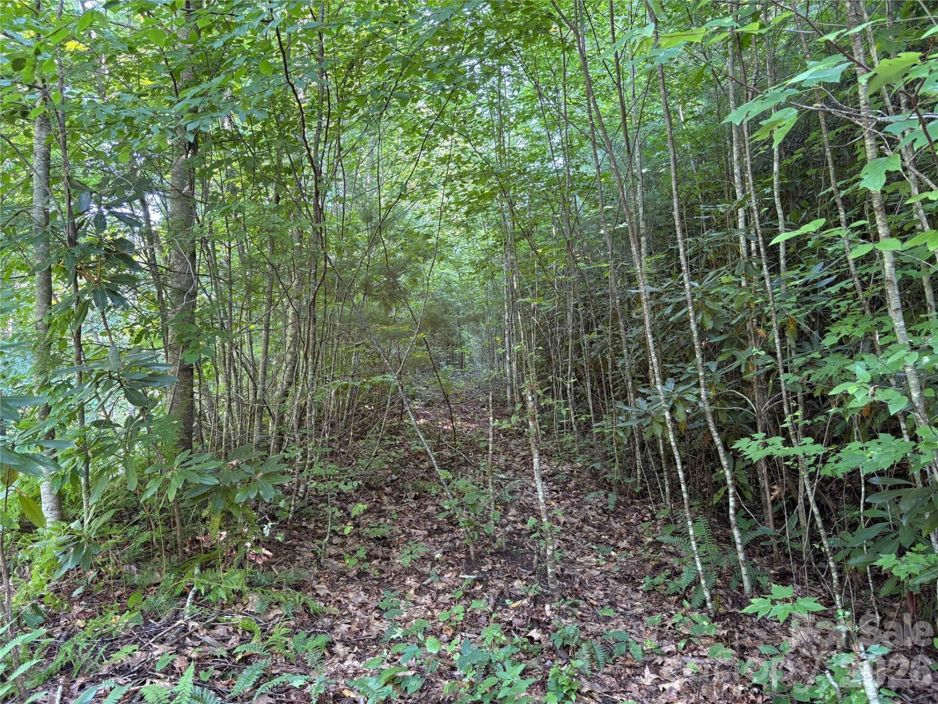 00 Early Frost Place #98 - Photo 10