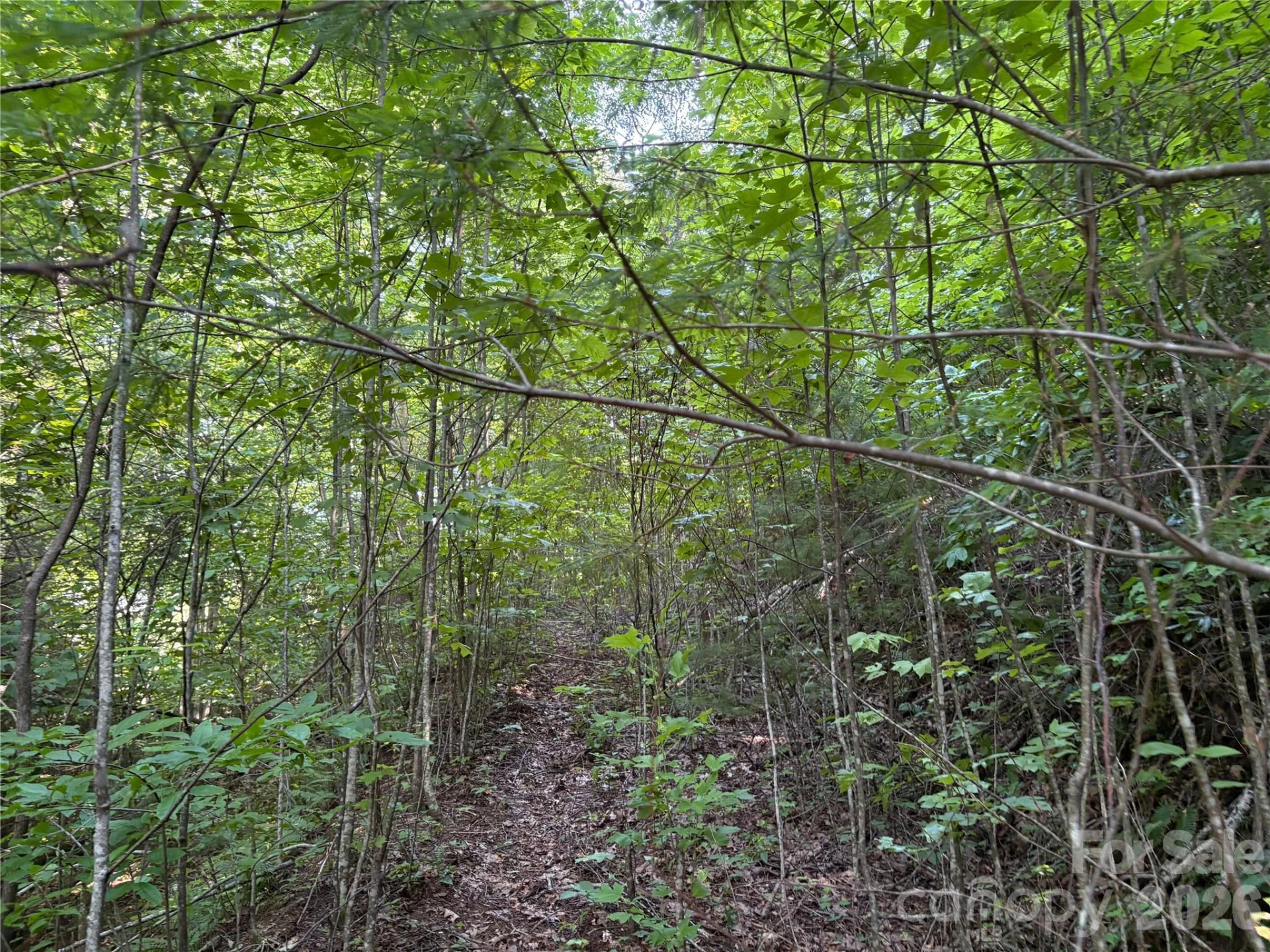 00 Early Frost Place #98 - Photo 12