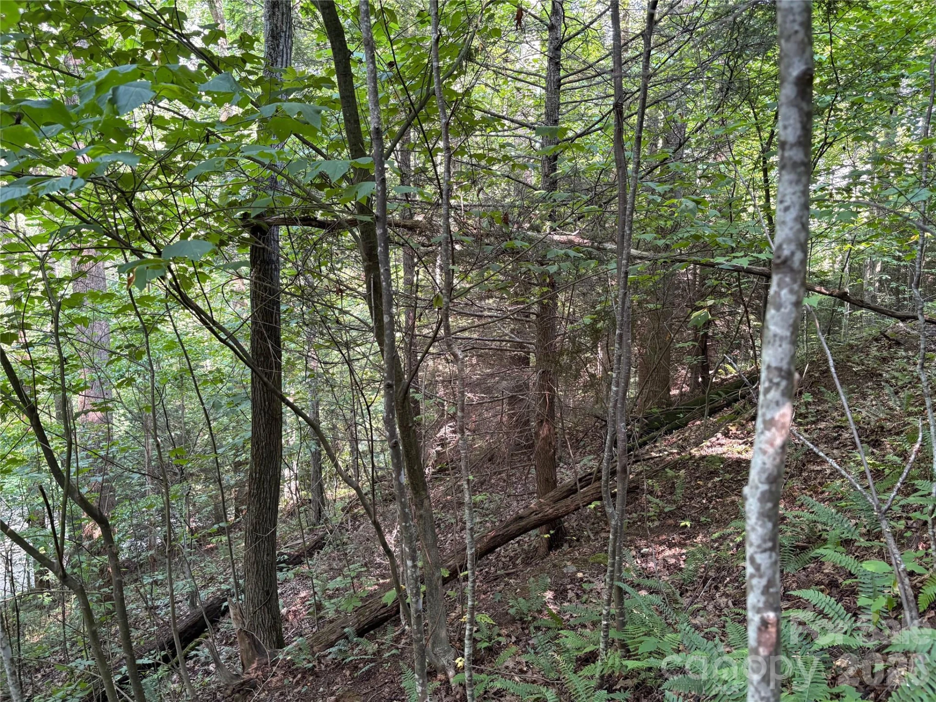 00 Early Frost Place #98 - Photo 13