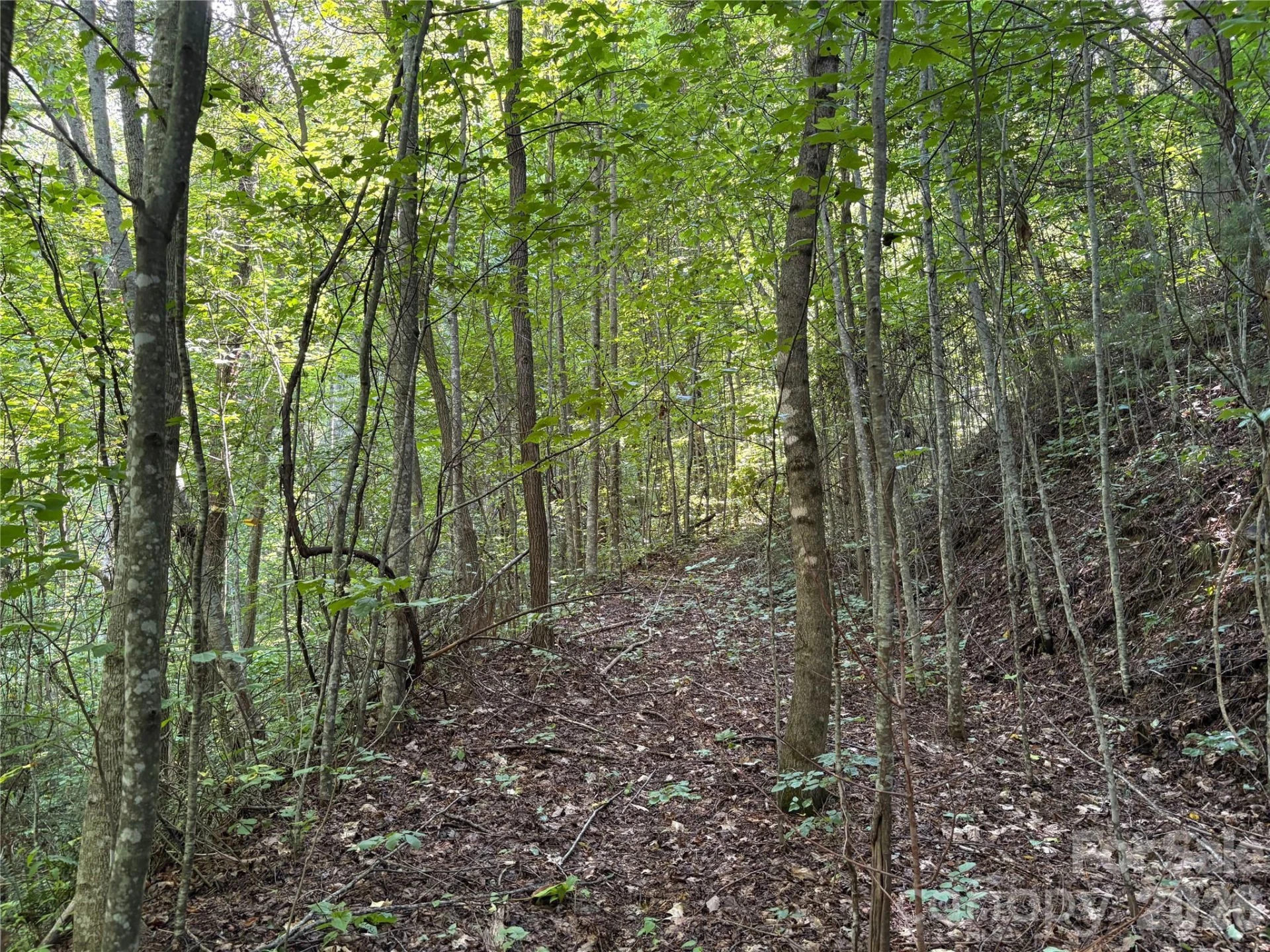 00 Early Frost Place #98 - Photo 14