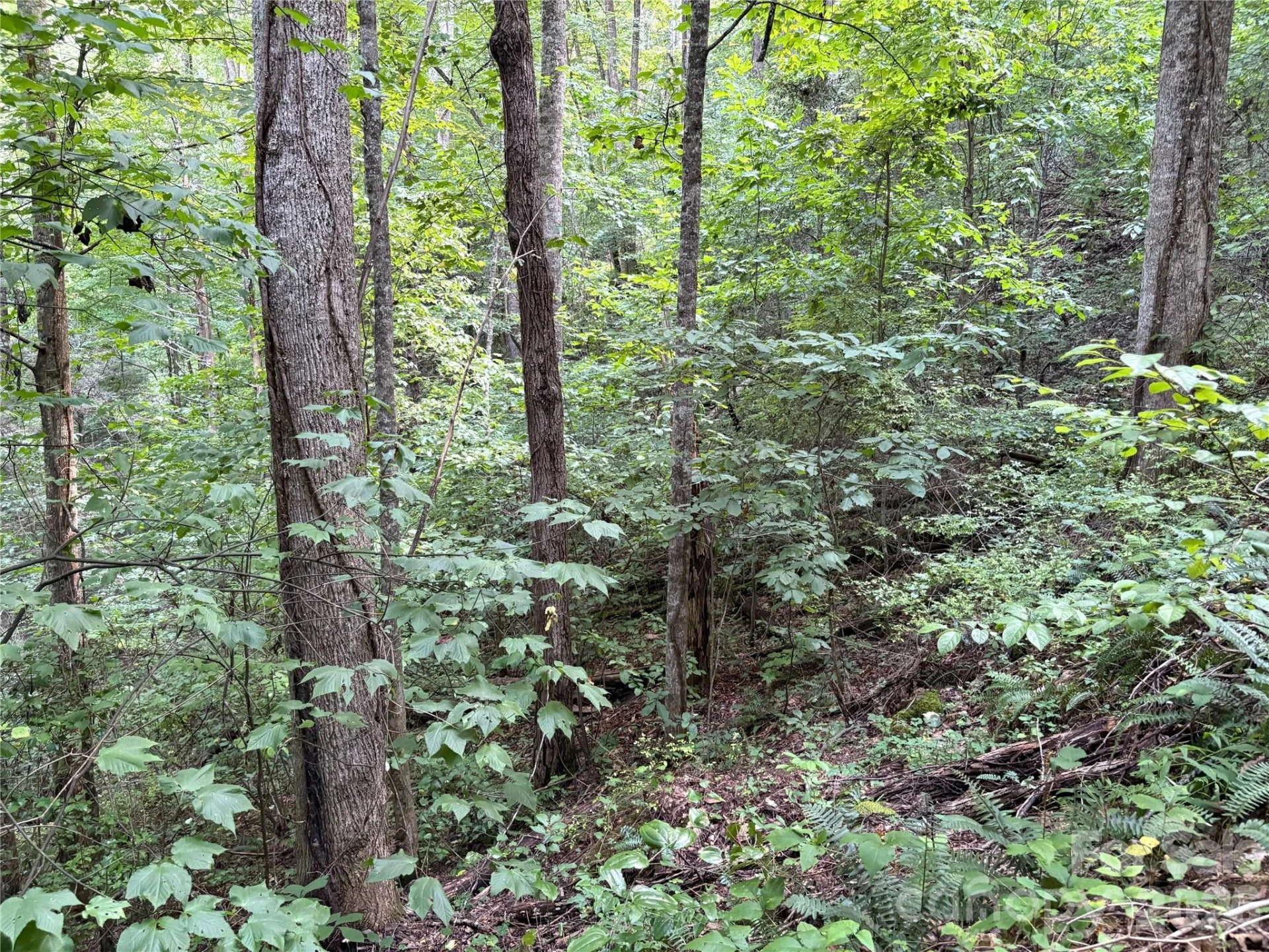 00 Early Frost Place #98 - Photo 15