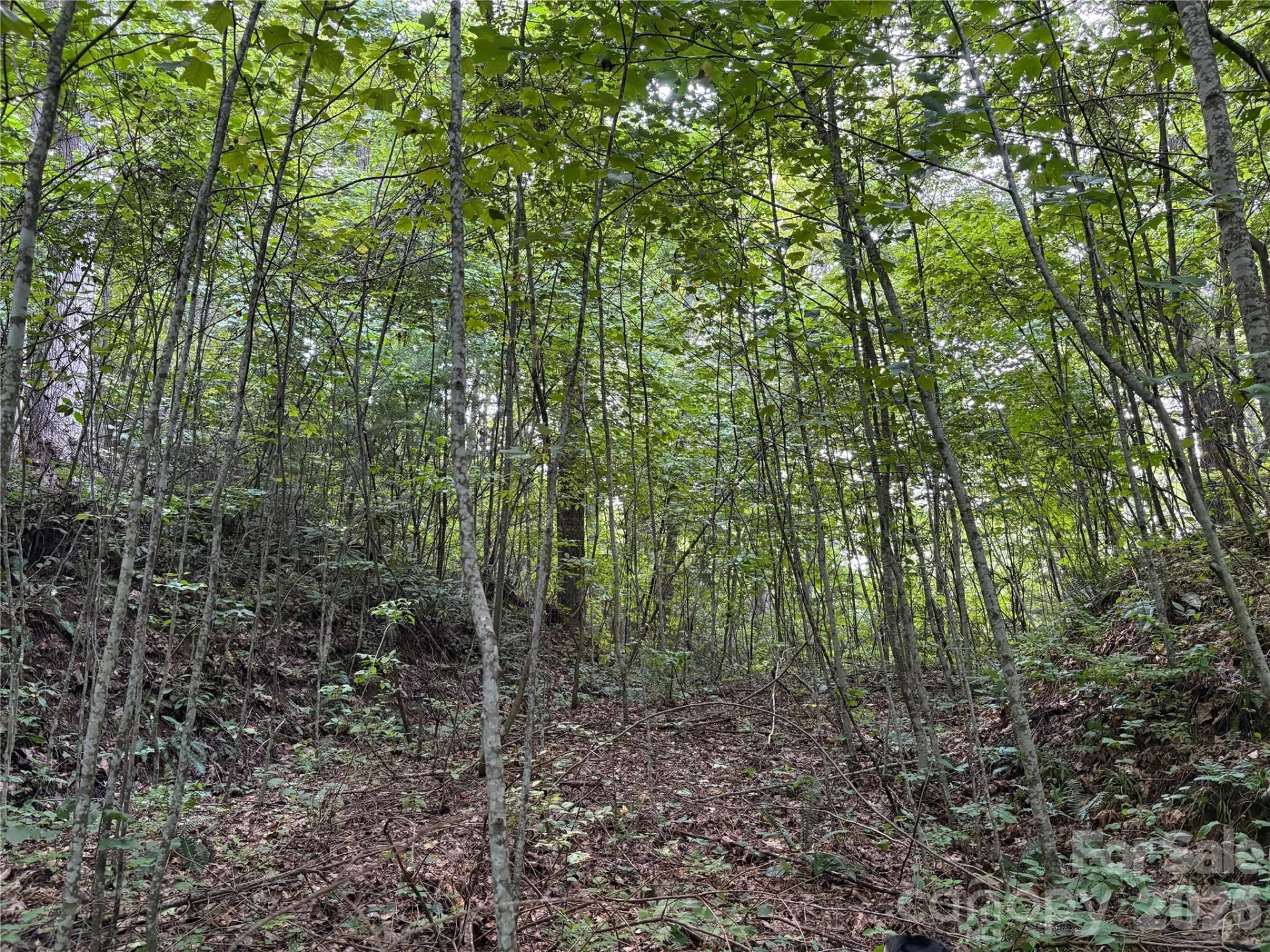 00 Early Frost Place #98 - Photo 16