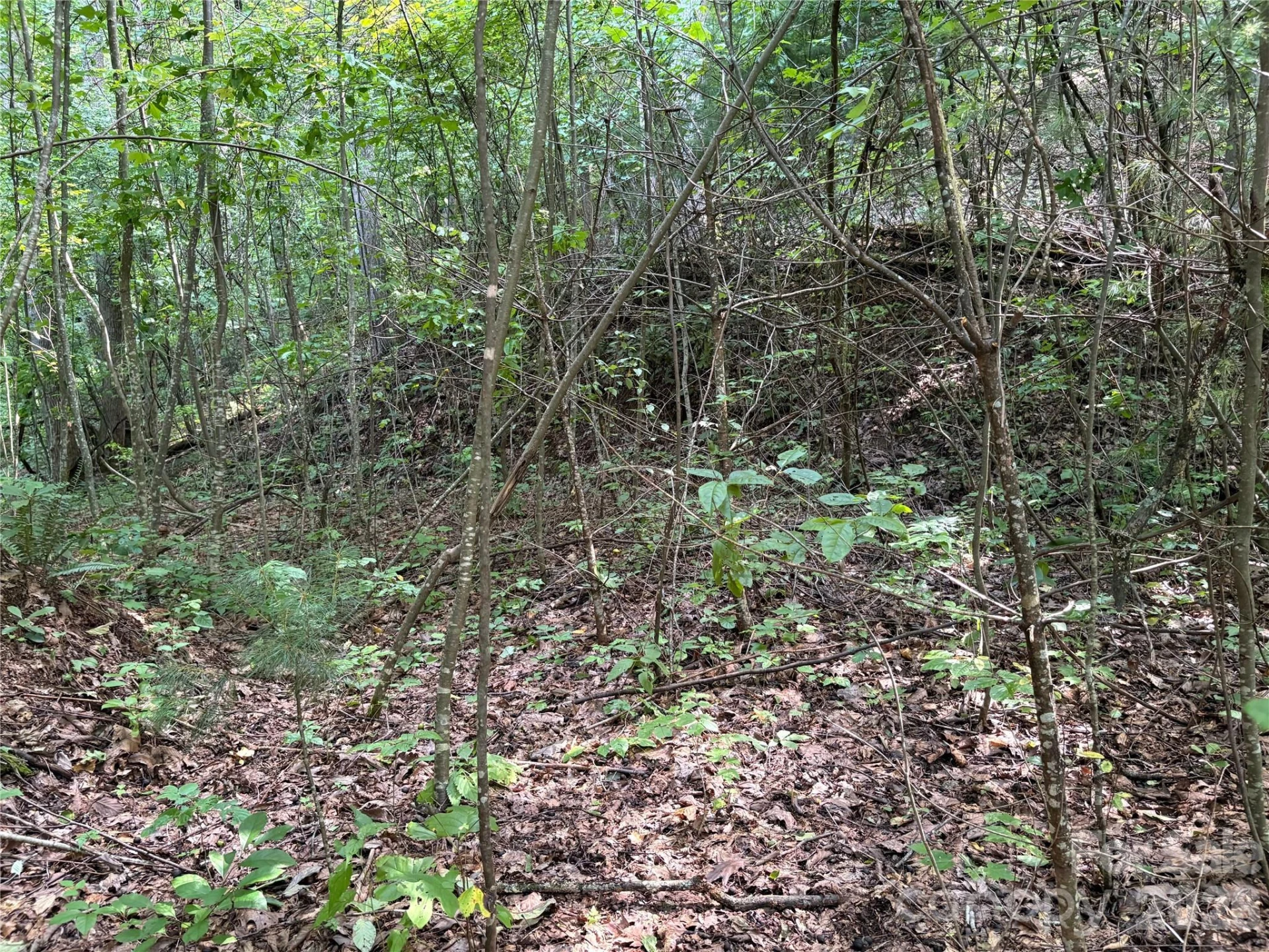 00 Early Frost Place #98 - Photo 17