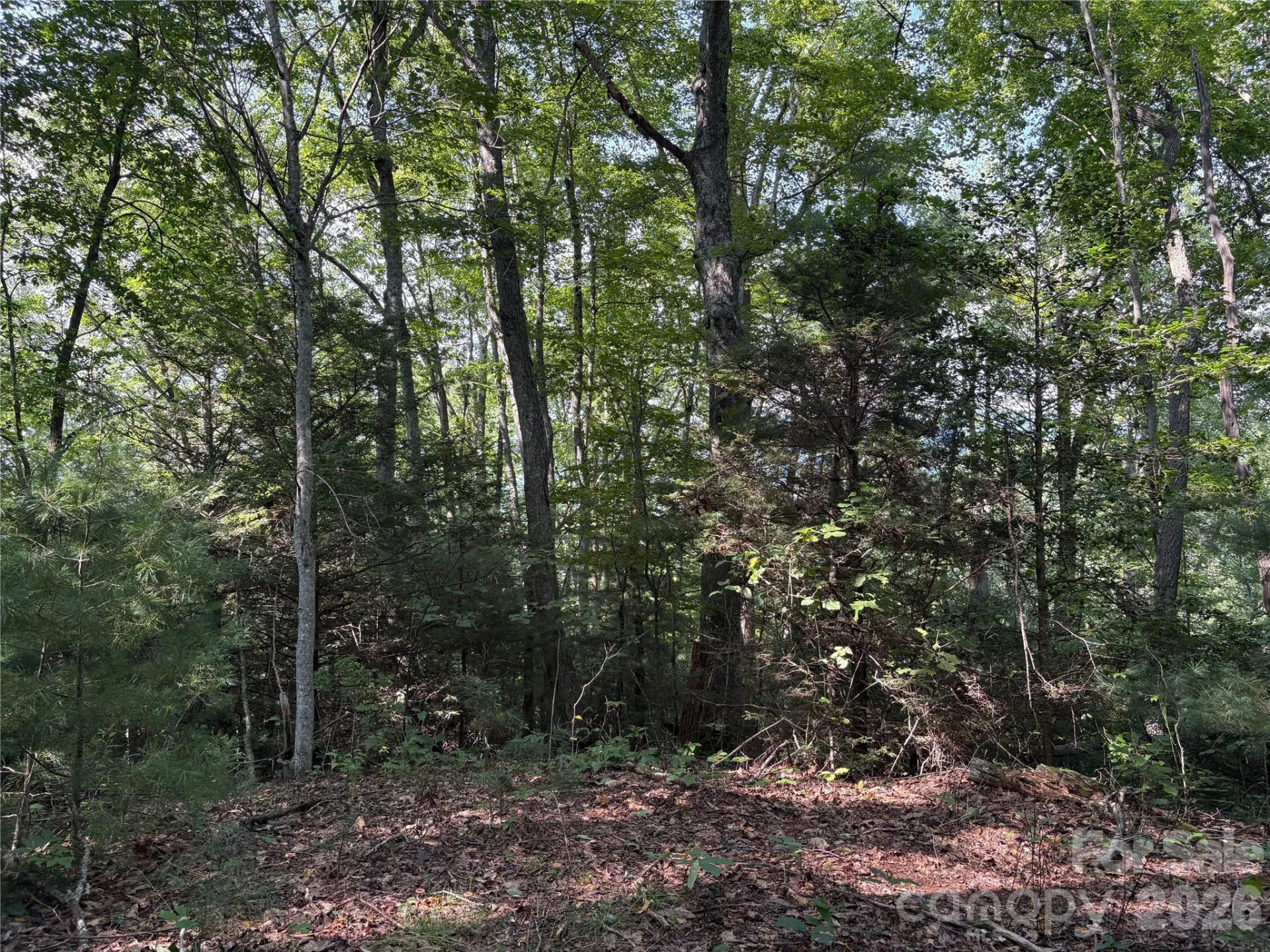 00 Early Frost Place #98 - Photo 19