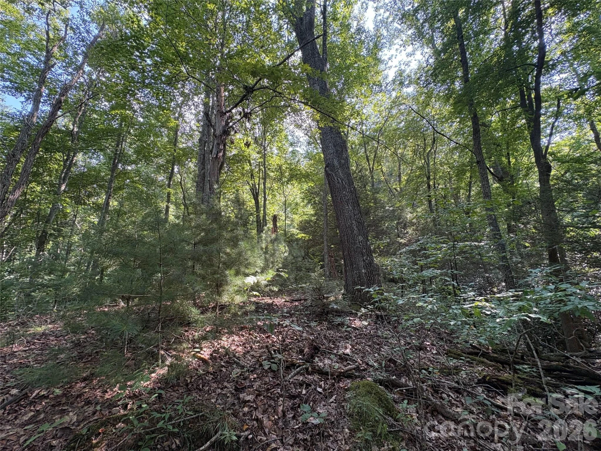 00 Early Frost Place #98 - Photo 20