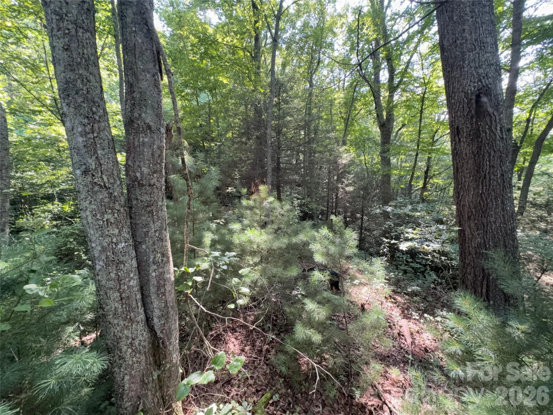 00 Early Frost Place #98 - Photo 22